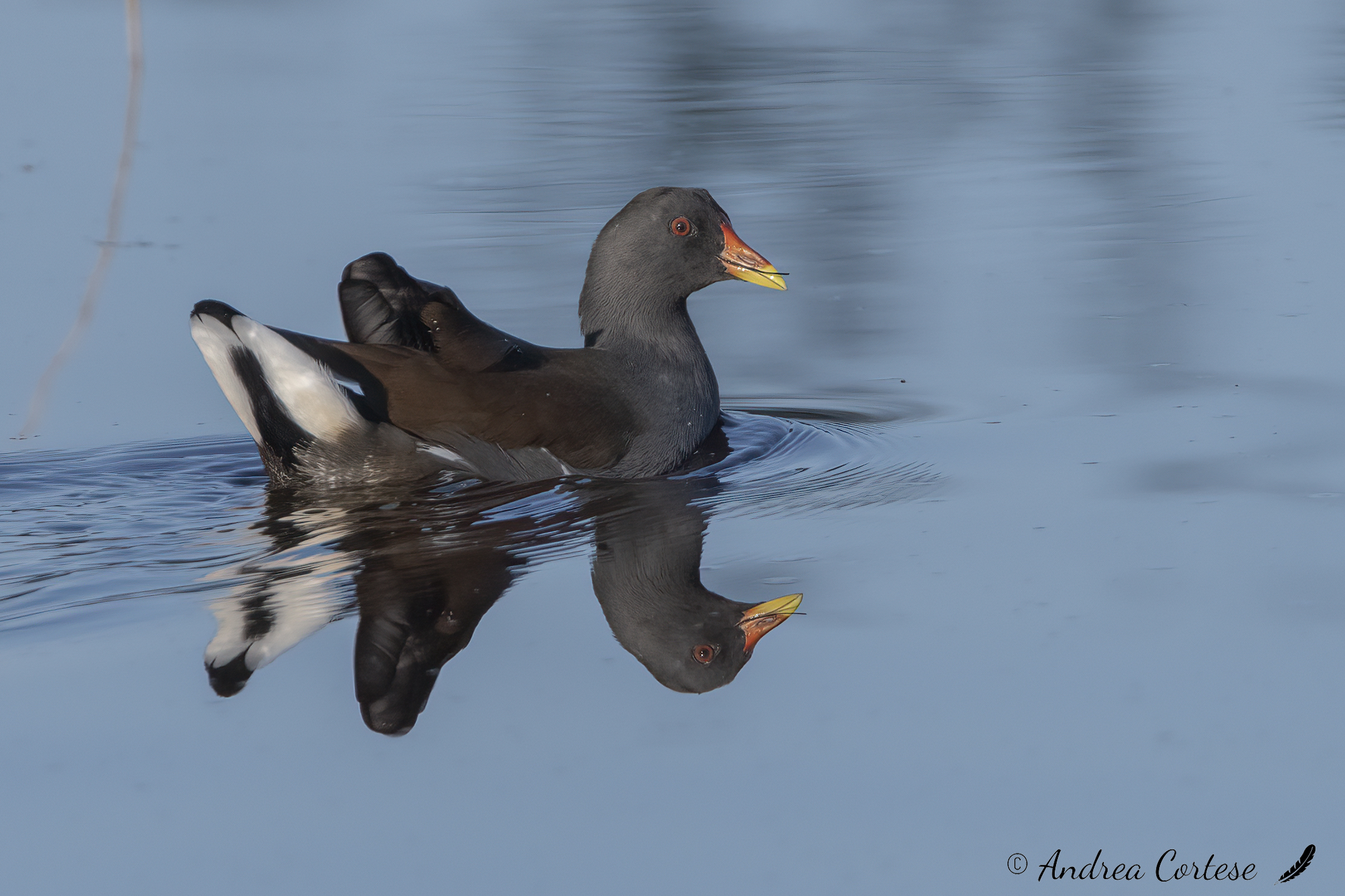 Gallinella d'acqua (Gallinula chloropus)