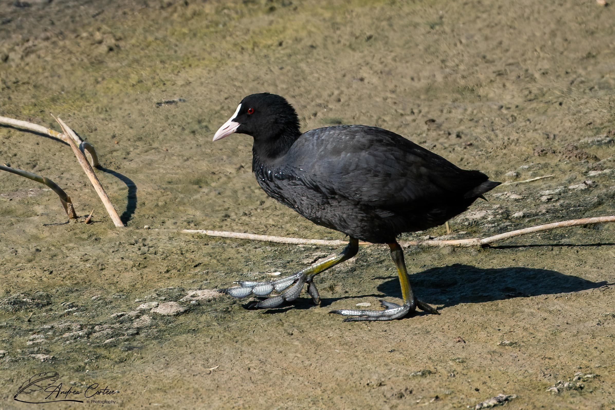 Folaga (Fulica atra)