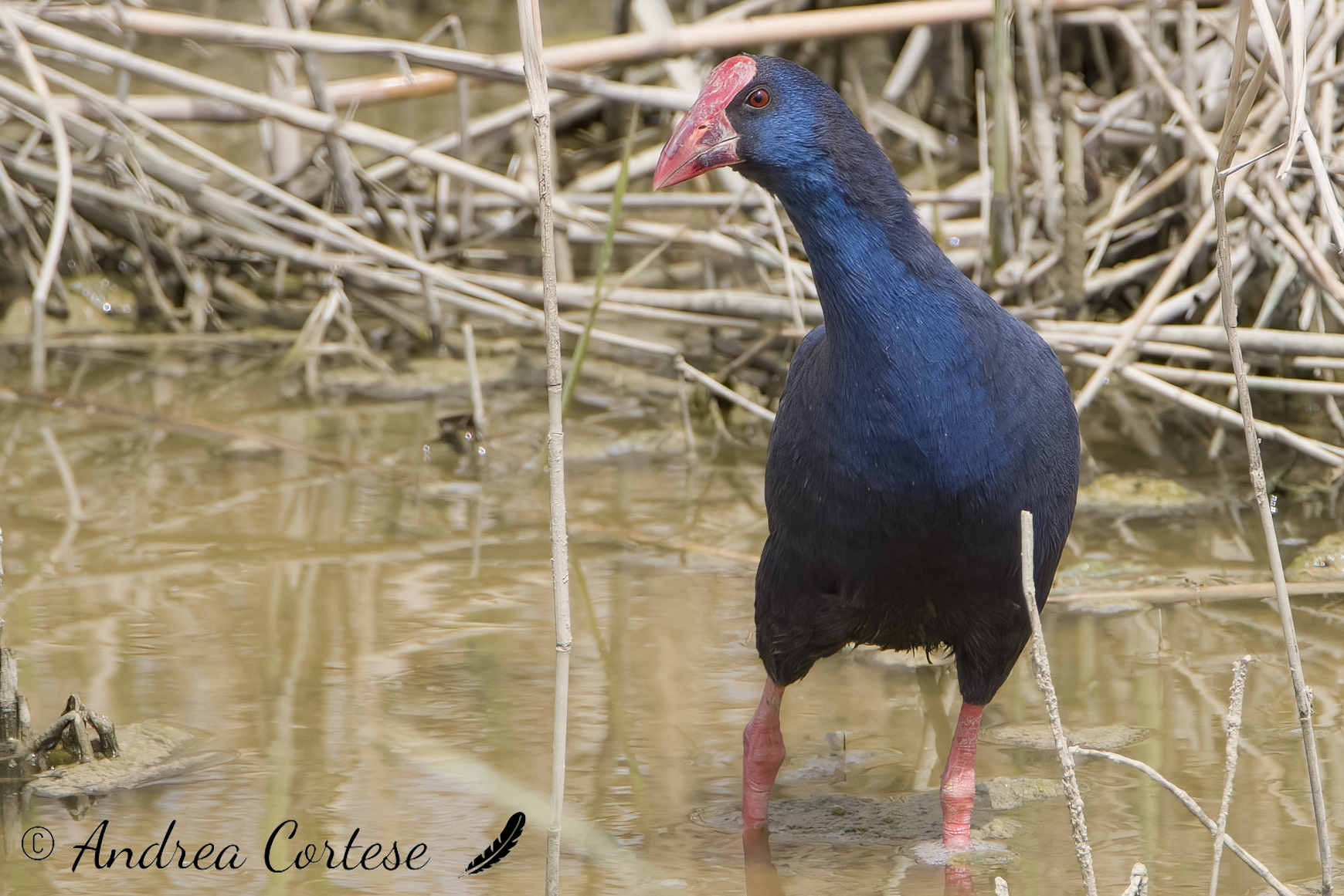 Pollo sultano (Porphyrio porphyrio)