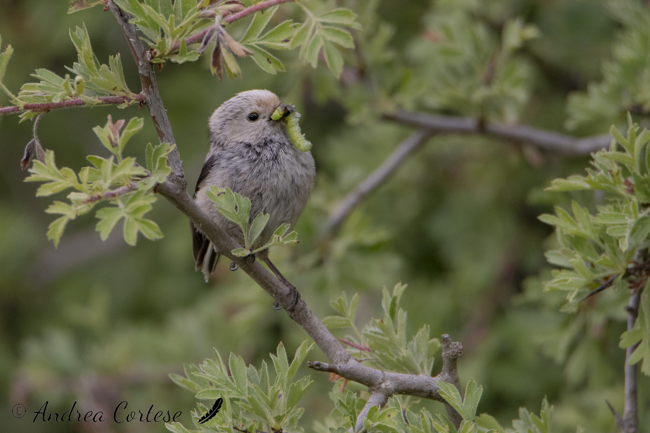 Codibugnolo di Sicilia(Aegithalos caudatus ssp.siculus)
