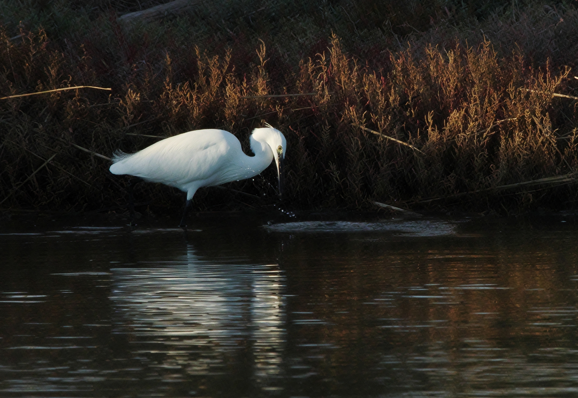 Egret on the hunt