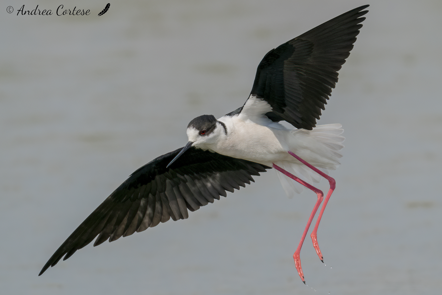 Cavaliere d'Italia (Himantopus himantopus)