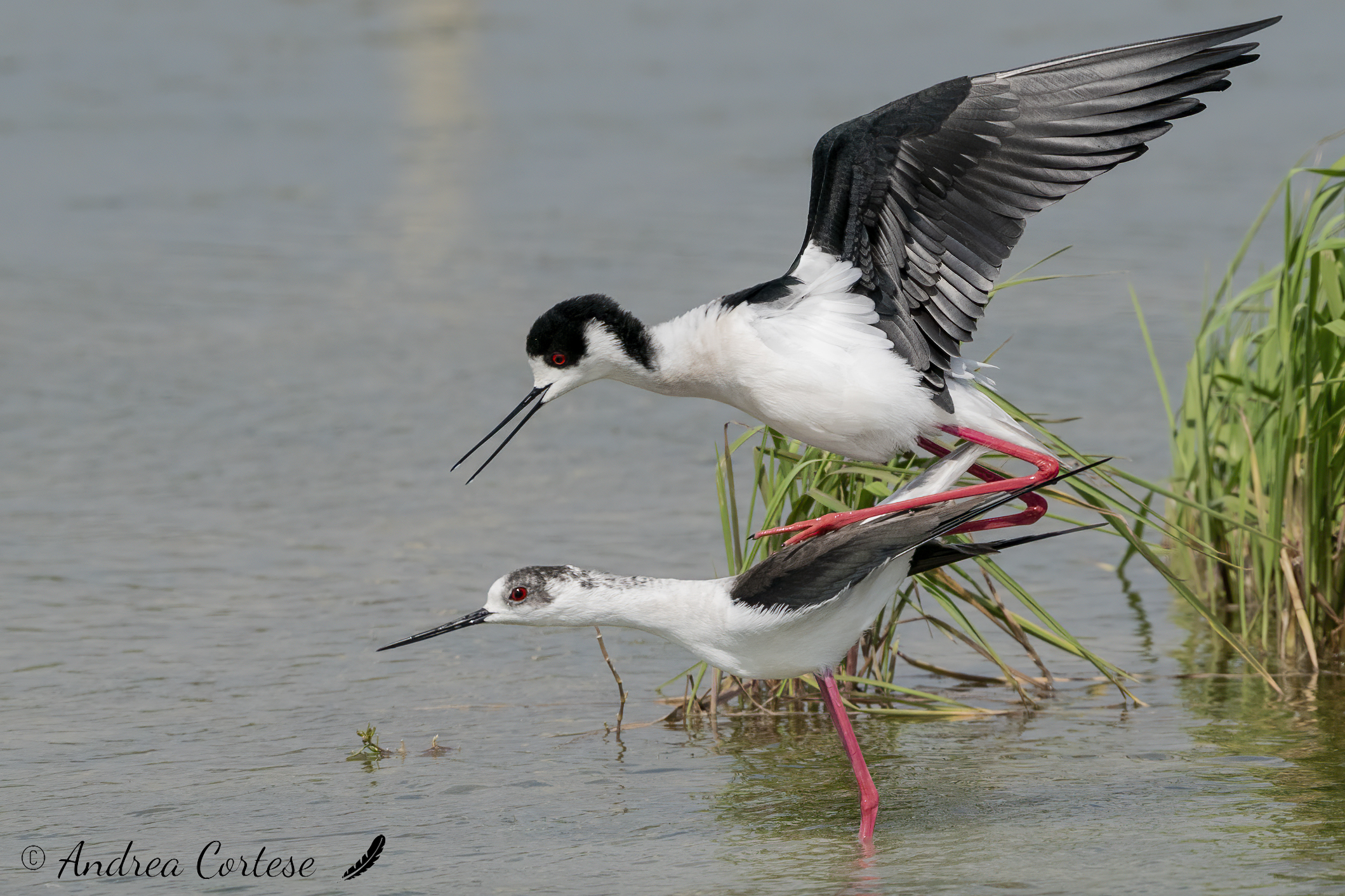 Cavaliere d'Italia (Himantopus himantopus)