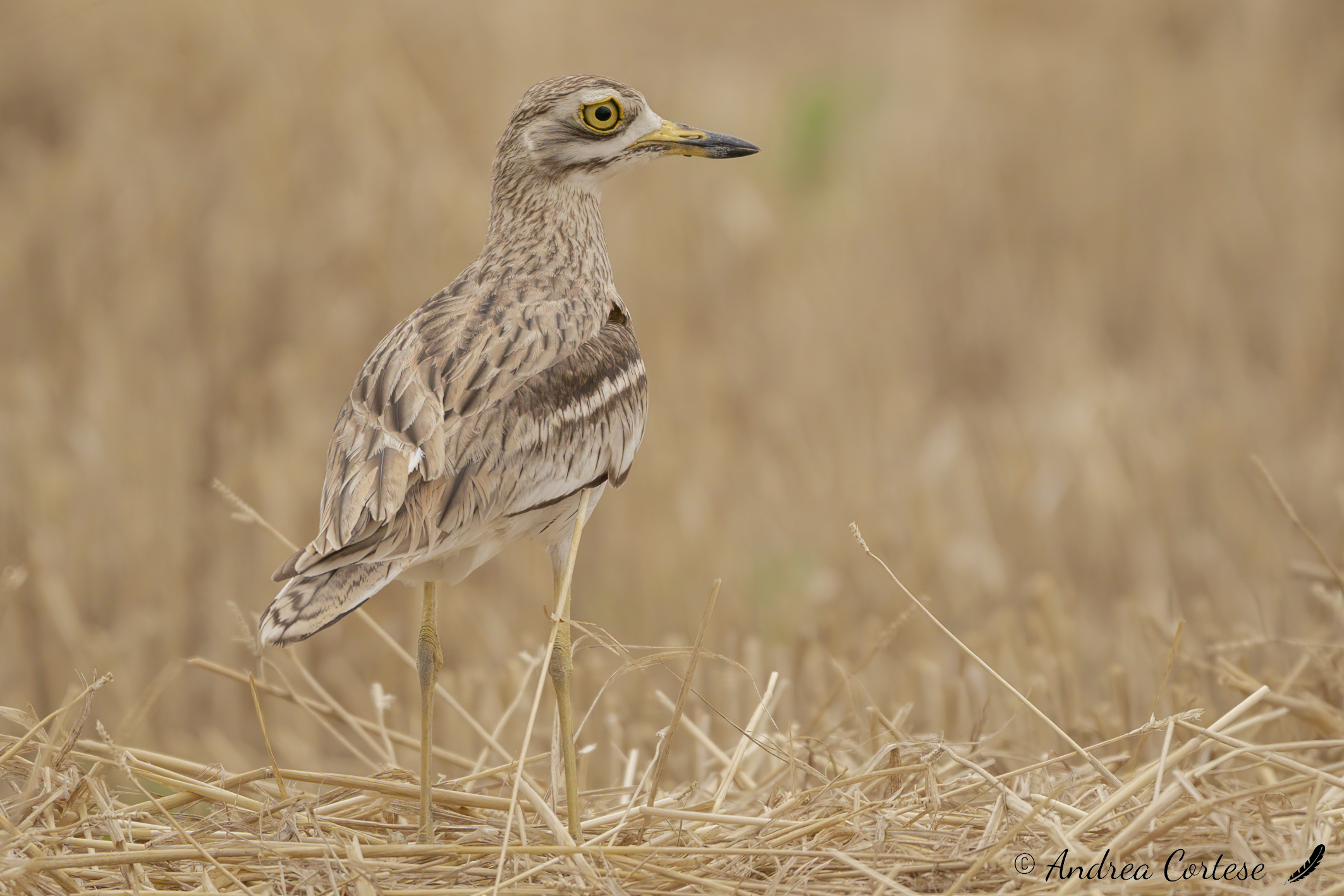 Occhione (Burhinus oedicnemus)