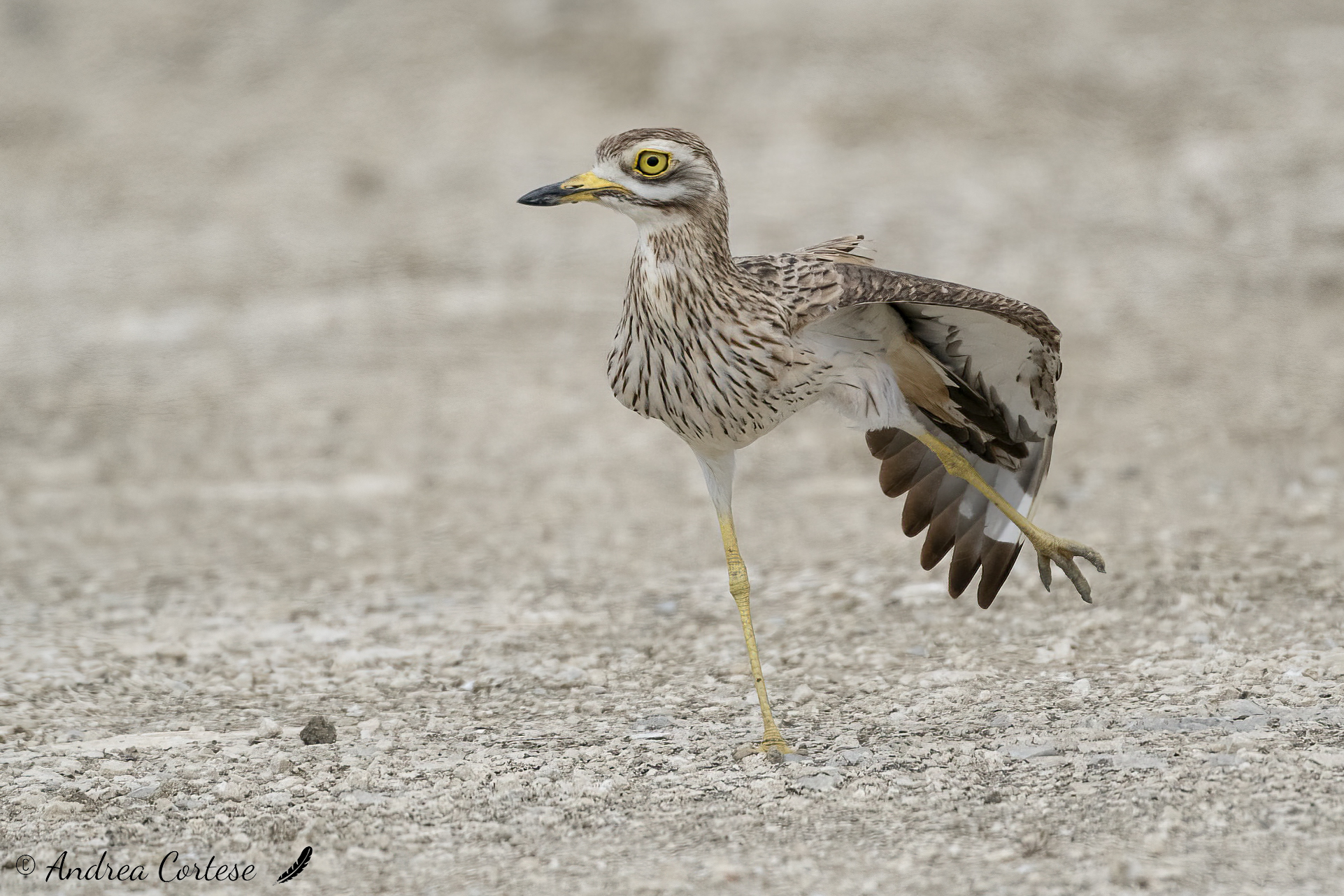 Occhione (Burhinus oedicnemus)