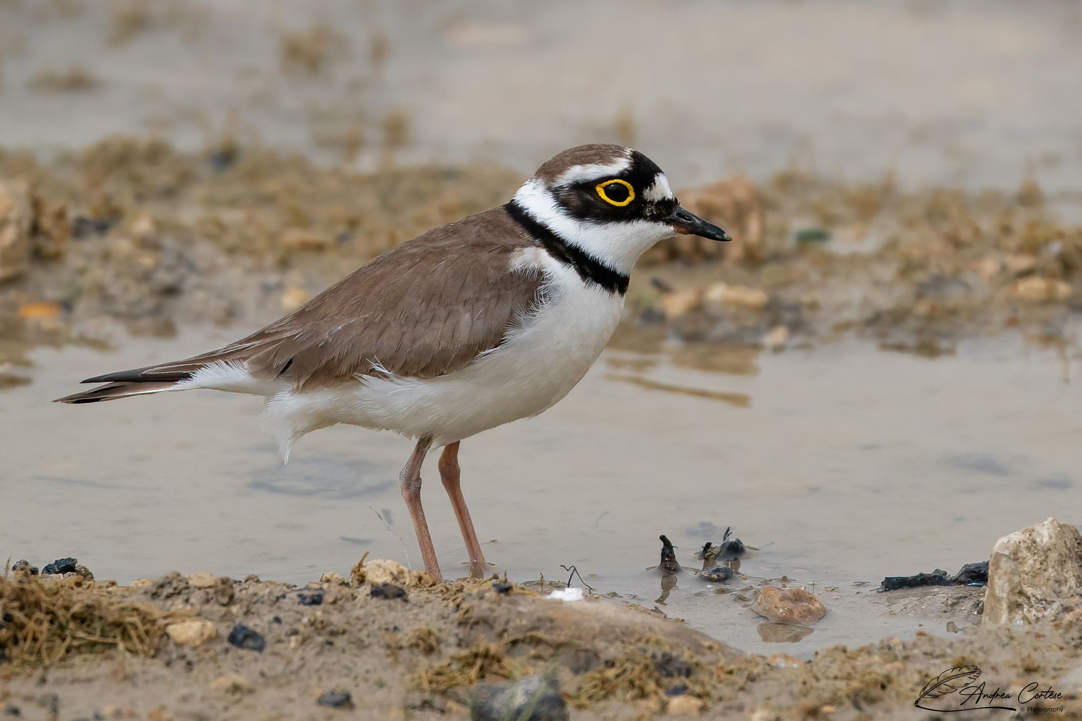 Corriere piccolo (Charadrius dubius)