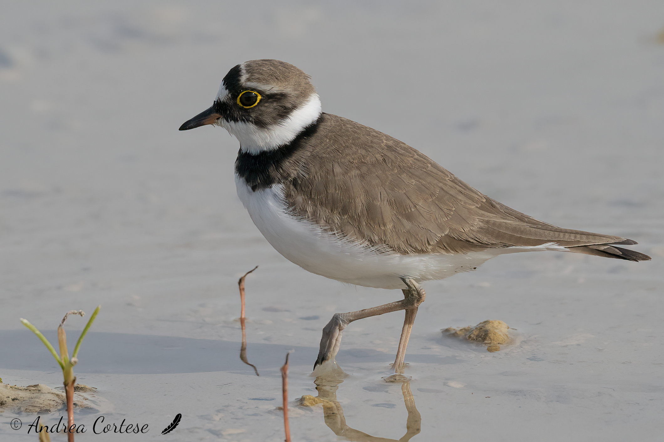 Corriere piccolo (Charadrius dubius)