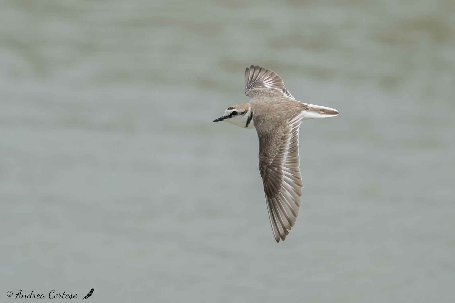 Fratino (Charadrius alexandrinus)