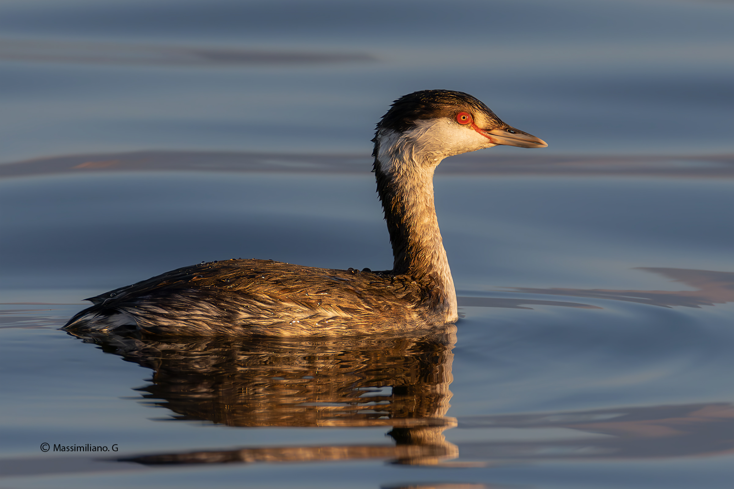 Horned Grebe