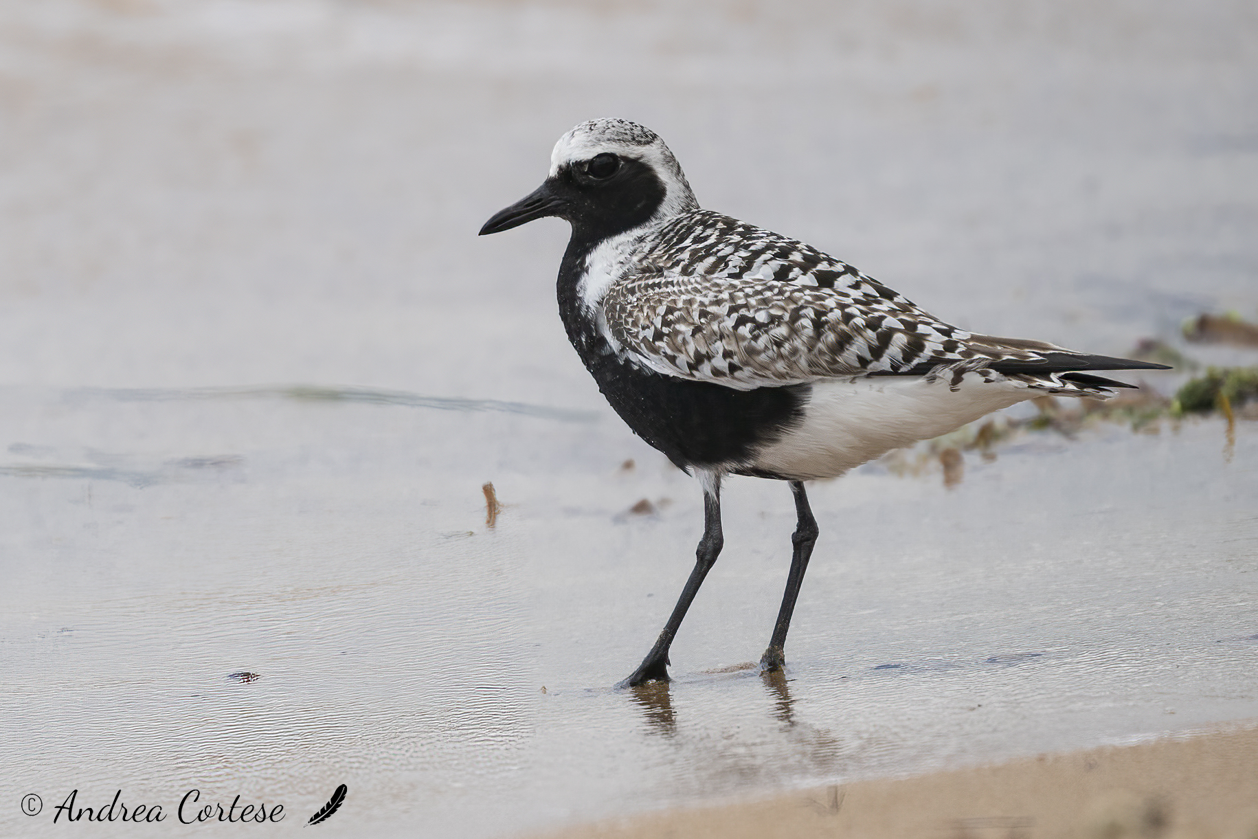 Pivieressa (Pluvialis squatarola)