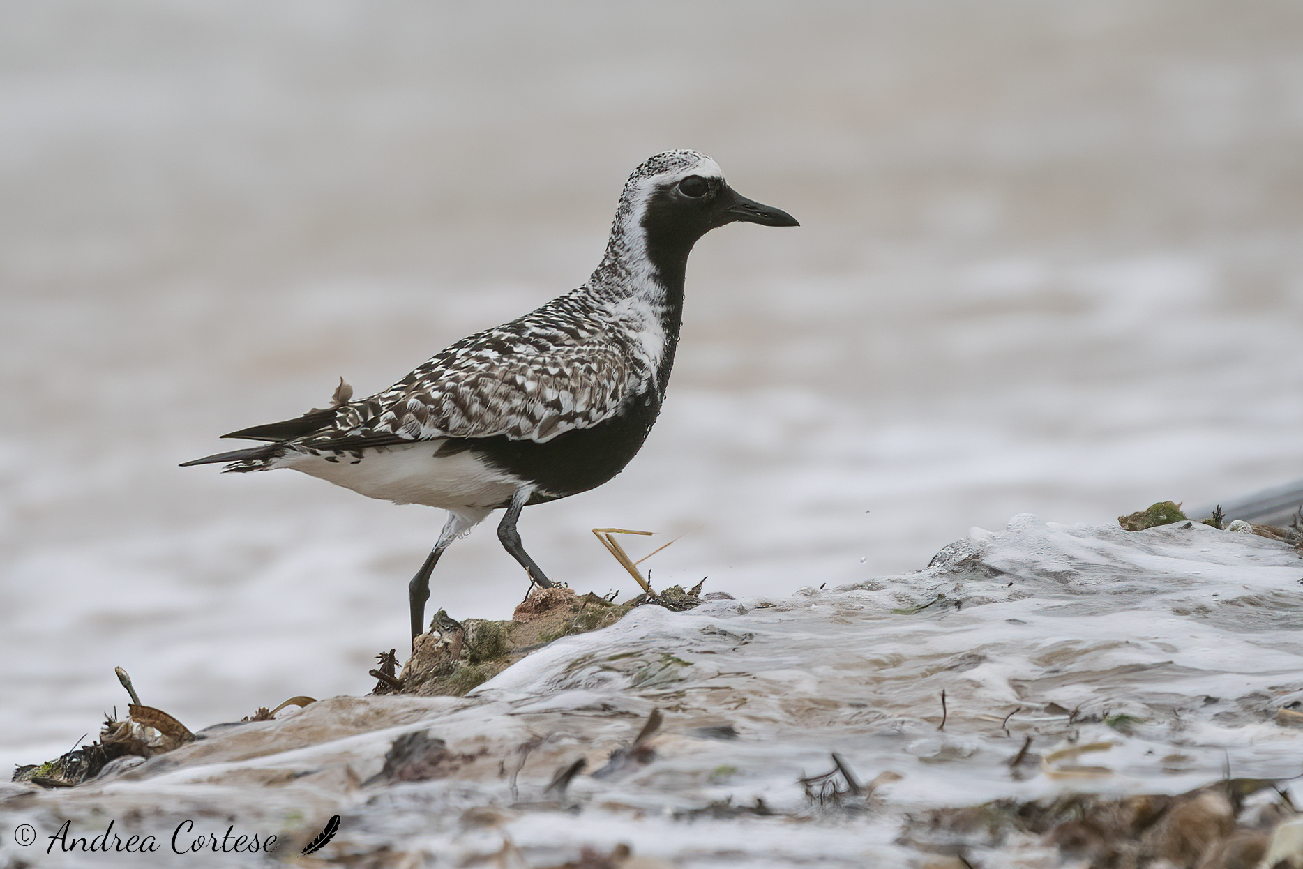 Pivieressa (Pluvialis squatarola)
