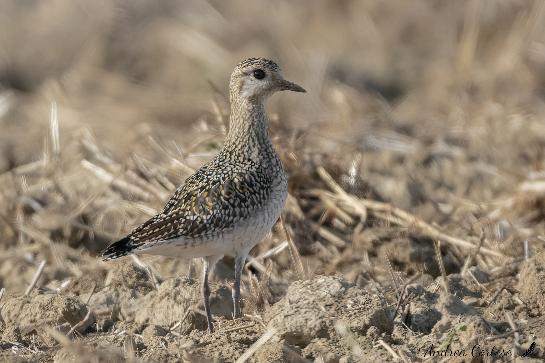 Piviere dorato (Pluvialis apricaria)