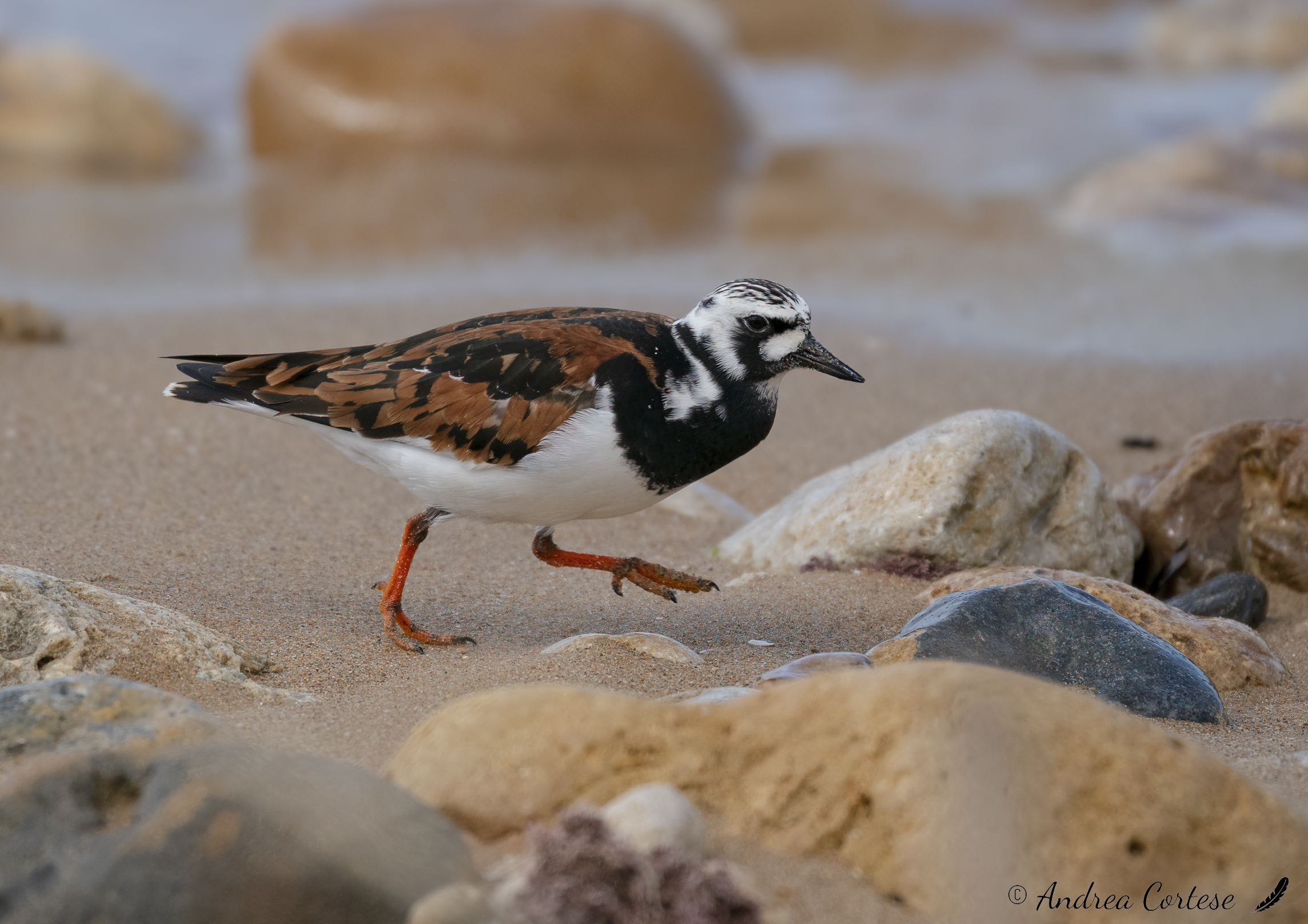 Voltapietre (Arenaria interpres)