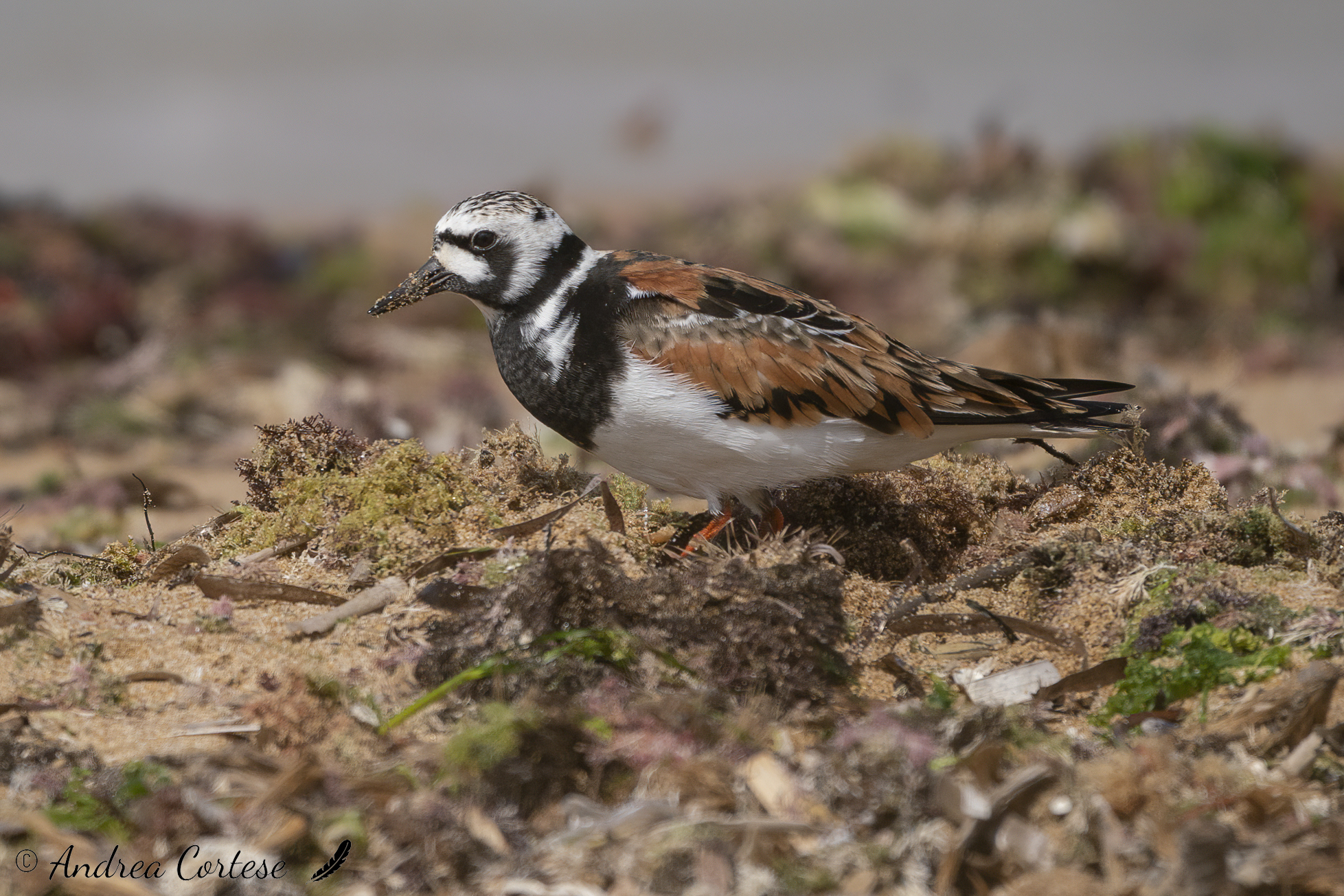 Voltapietre (Arenaria interpres)