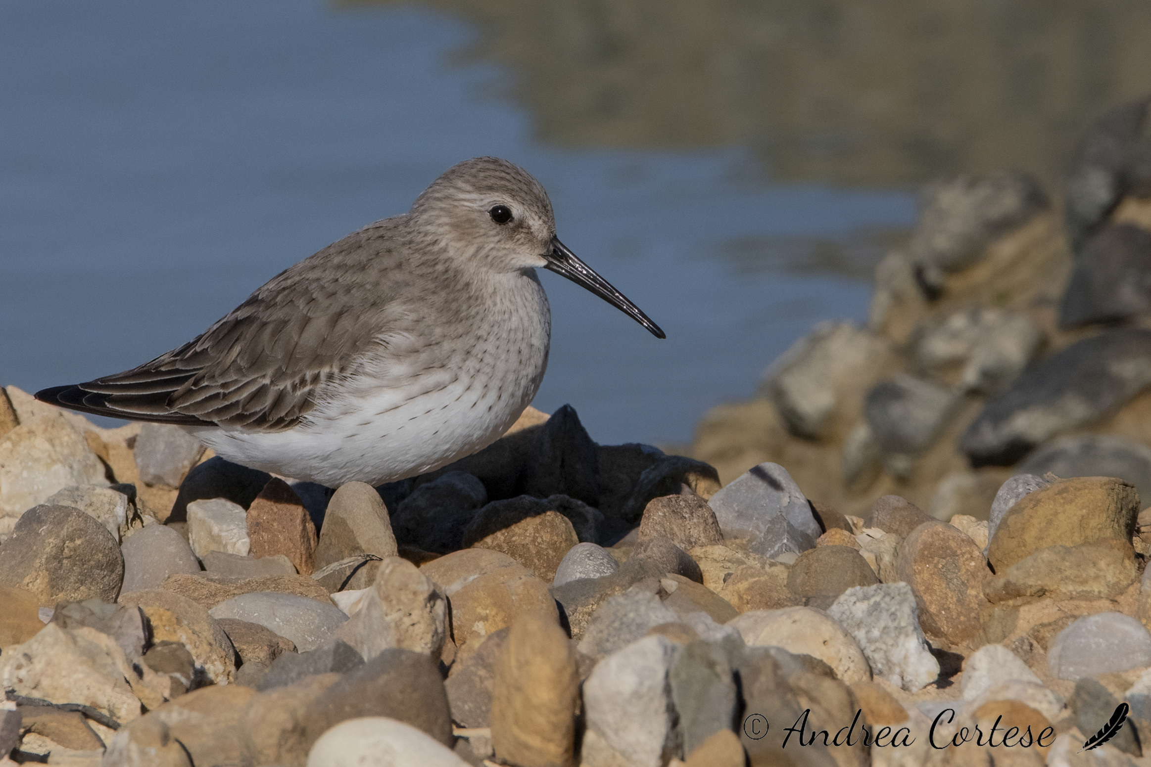 Piovanello pancianera (Calidris alpina)