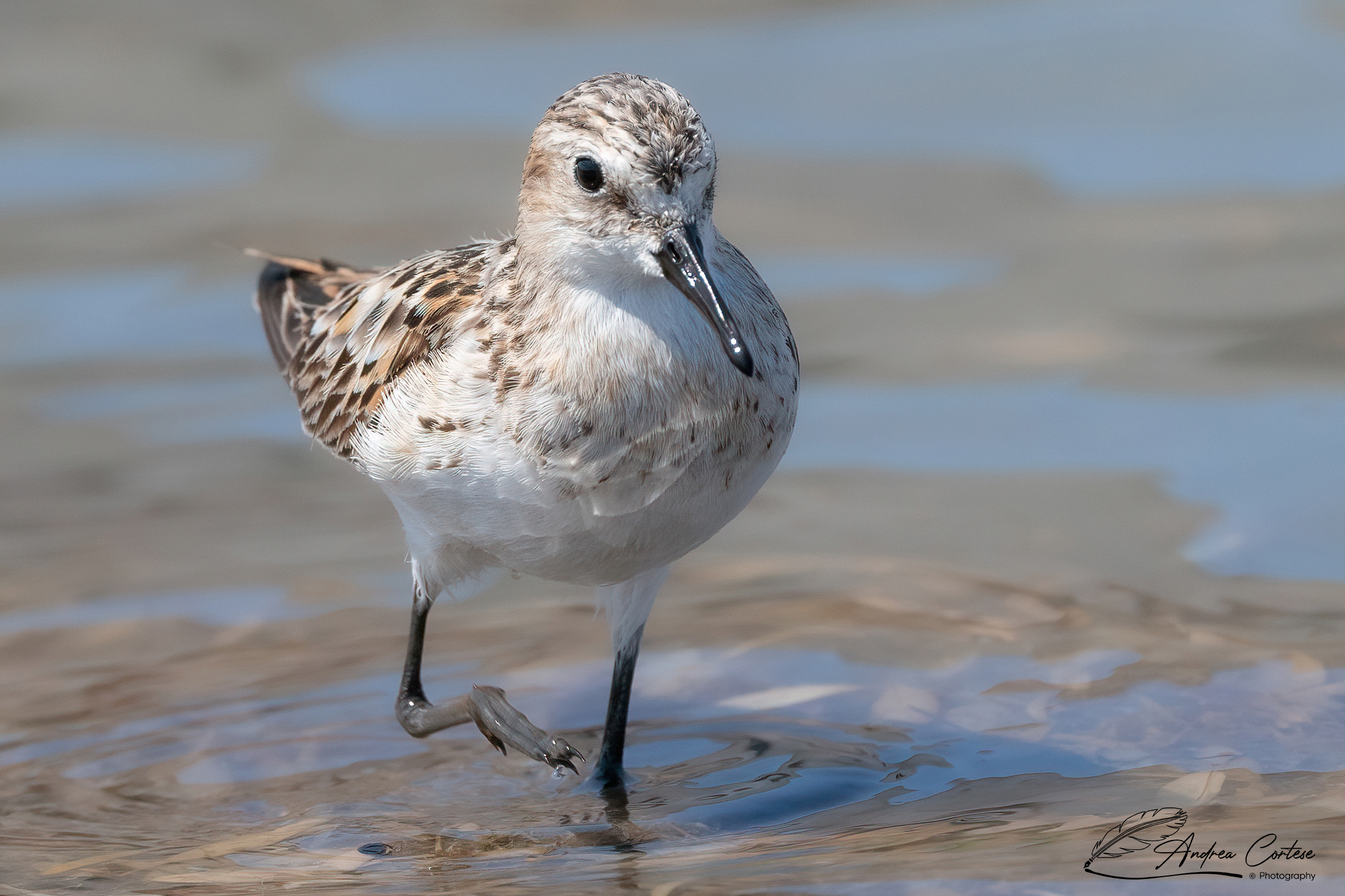 Gambecchio comune (Calidris minuta)