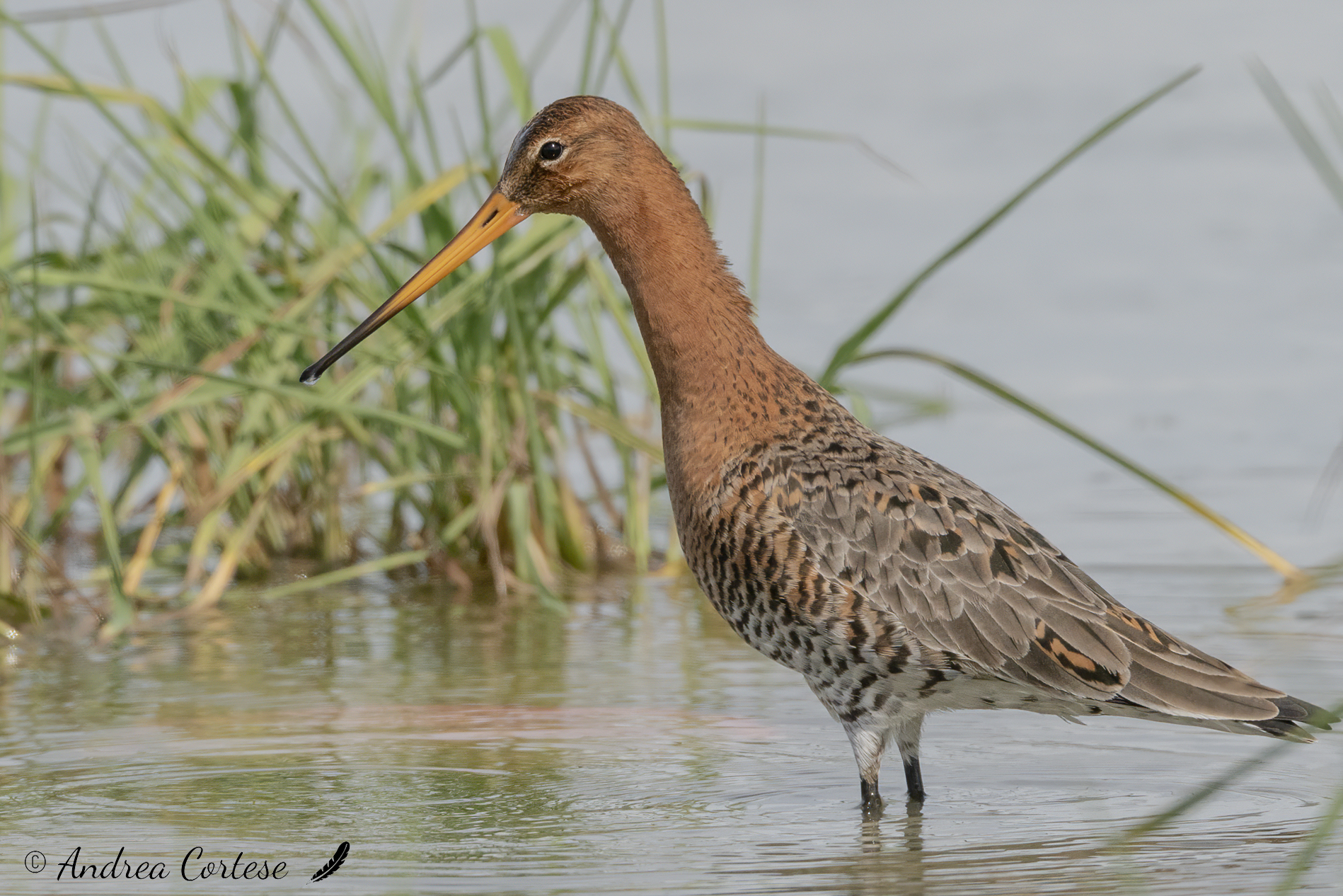 Pittima reale (Limosa limosa)