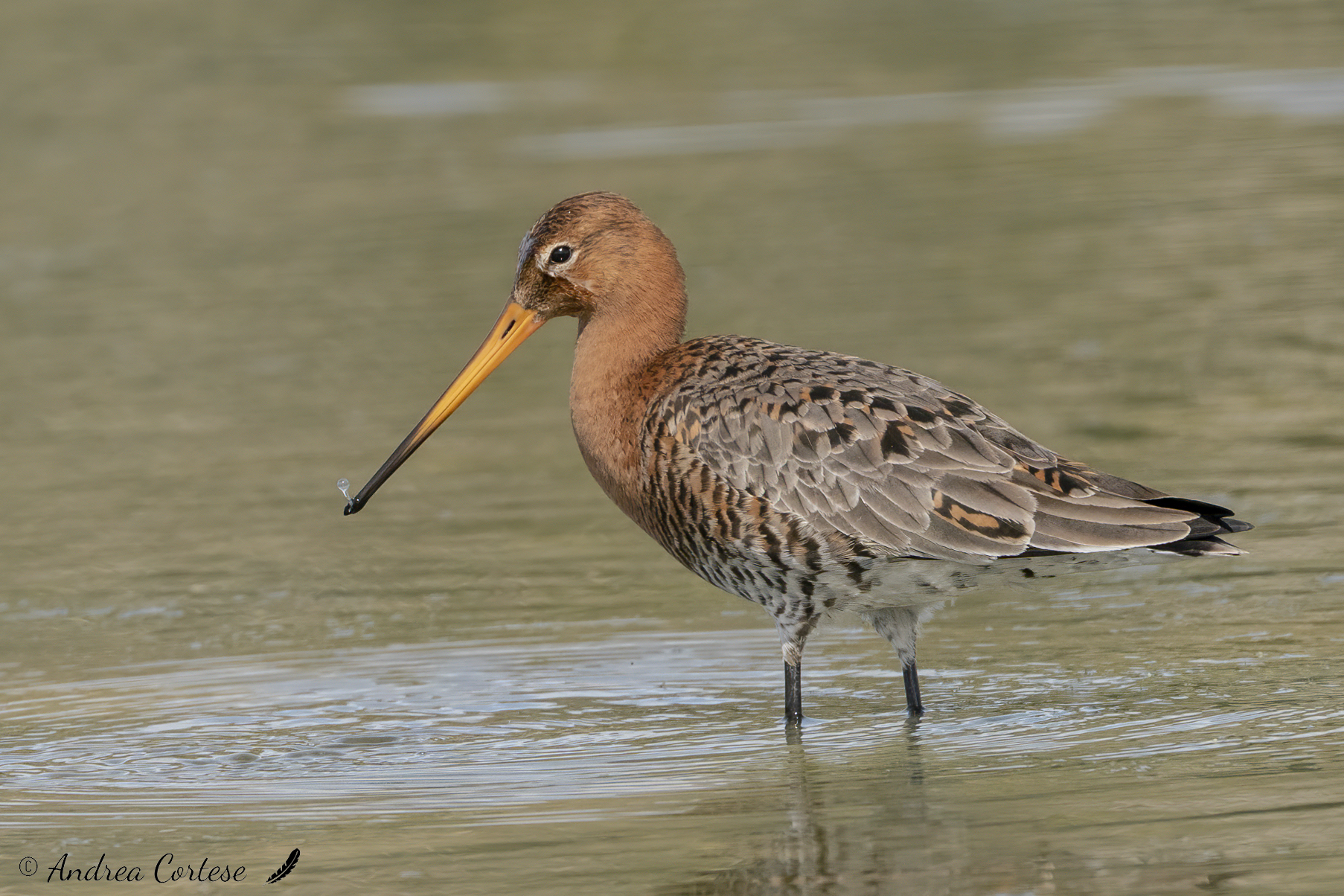 Pittima reale (Limosa limosa)