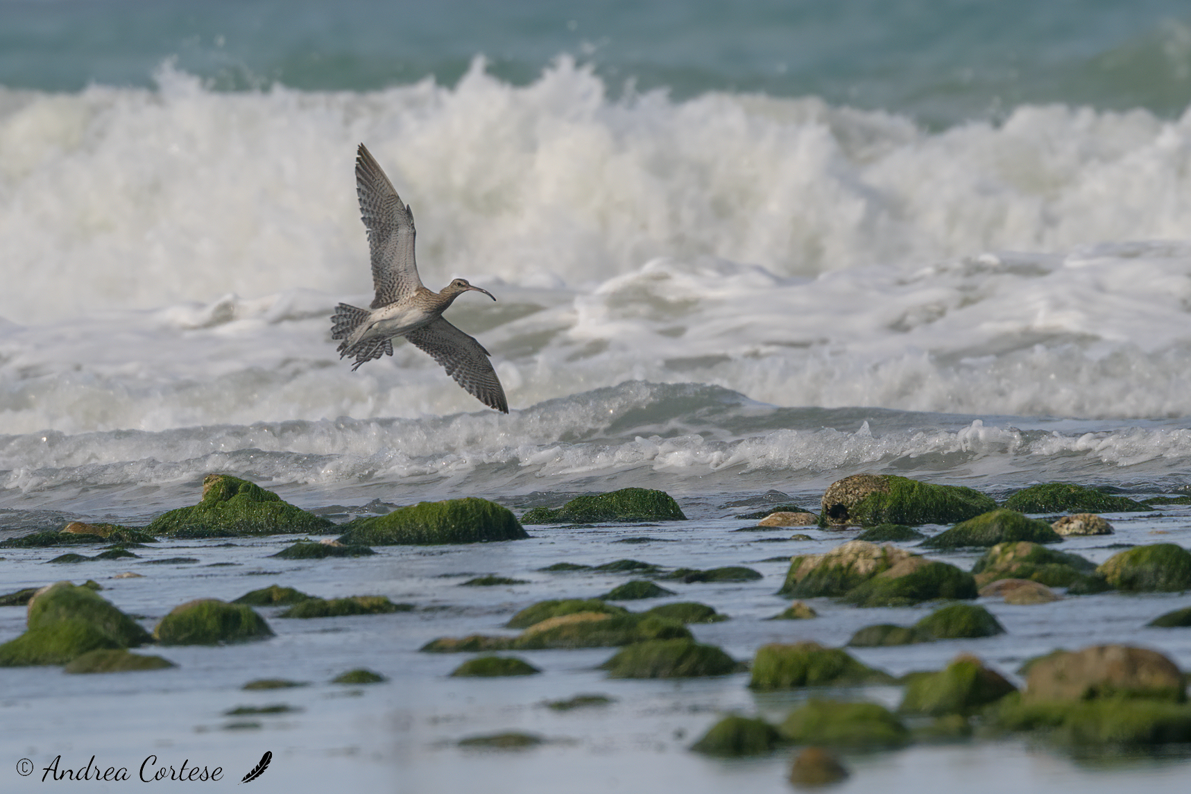 Chiurlo piccolo (Numenius phaeopus)