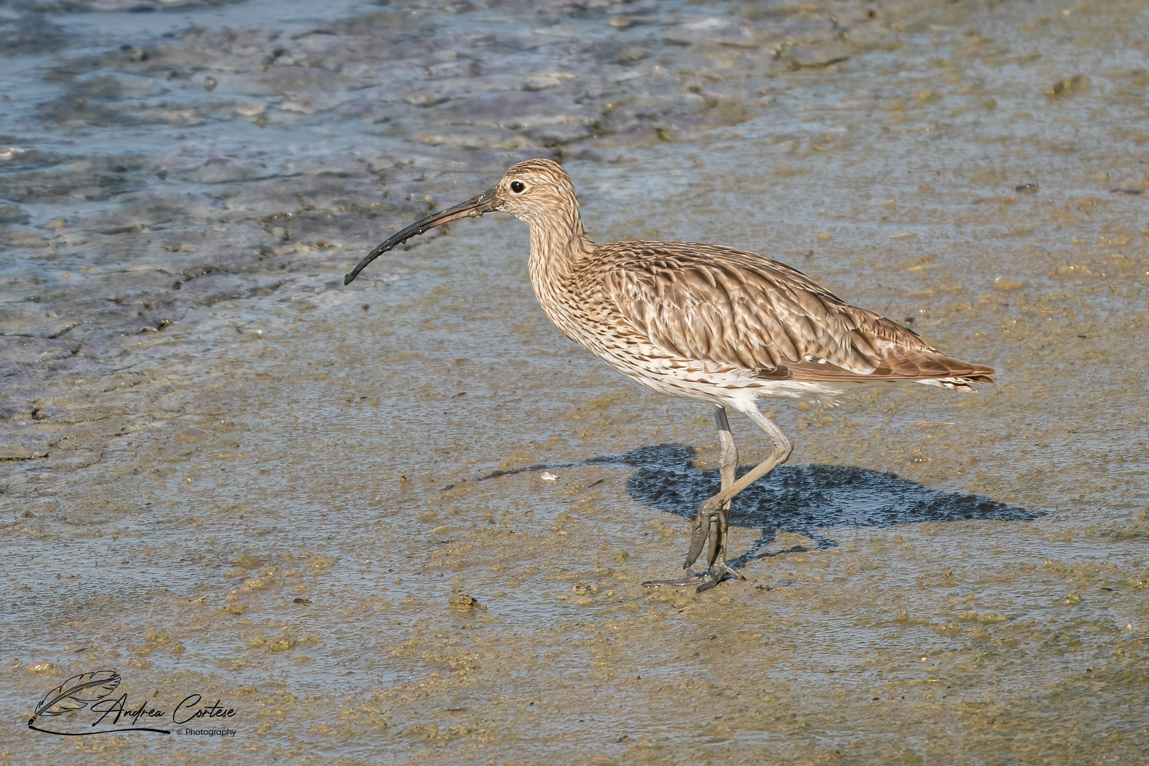 Chiurlo maggiore (Numenius arquata)