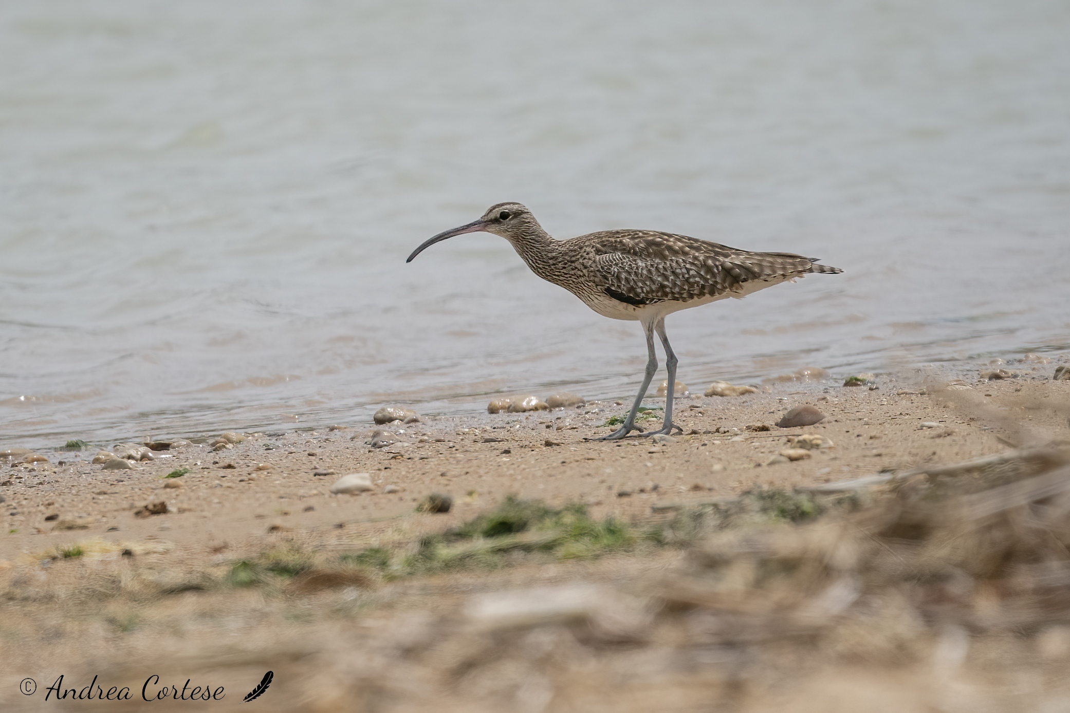 Chiurlo piccolo (Numenius phaeopus)