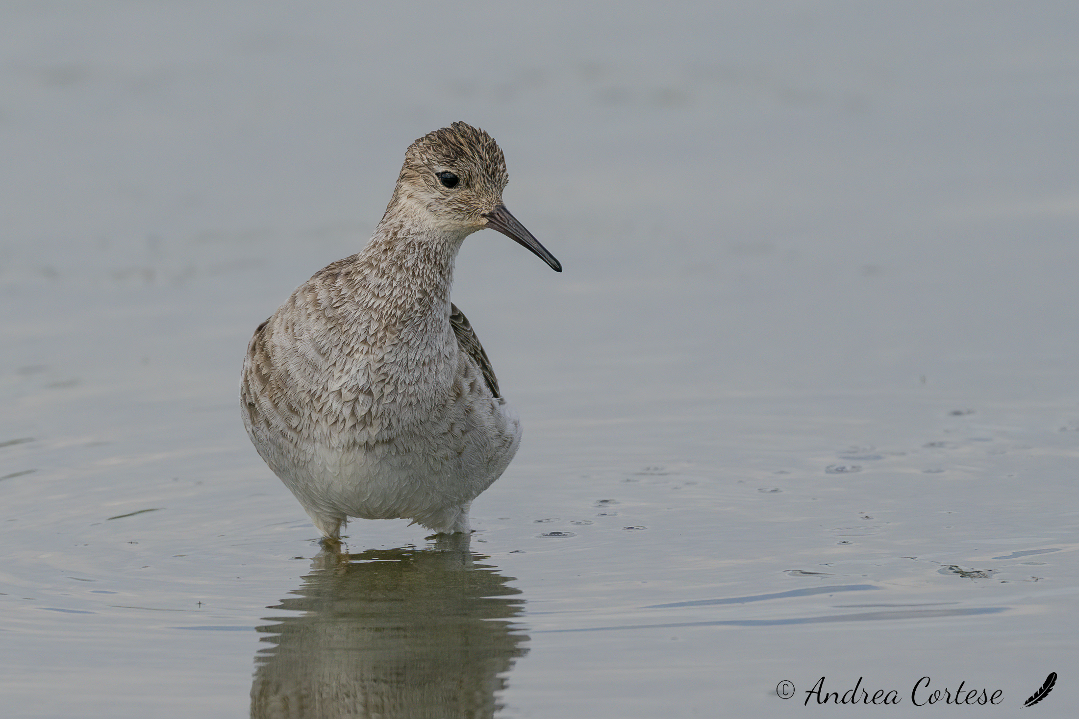 Combattente (Calidris pugnax)