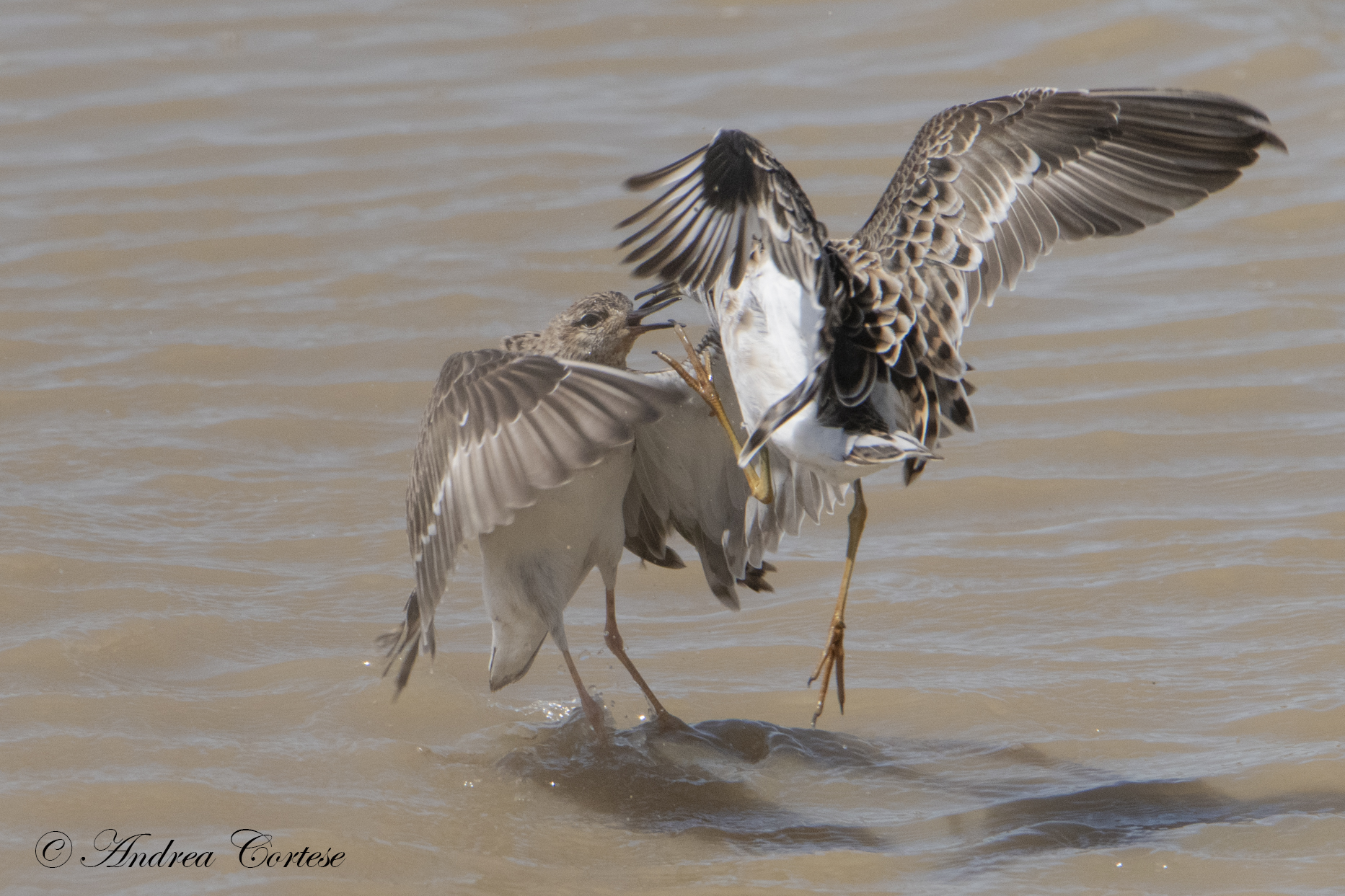 Combattente (Calidris pugnax)