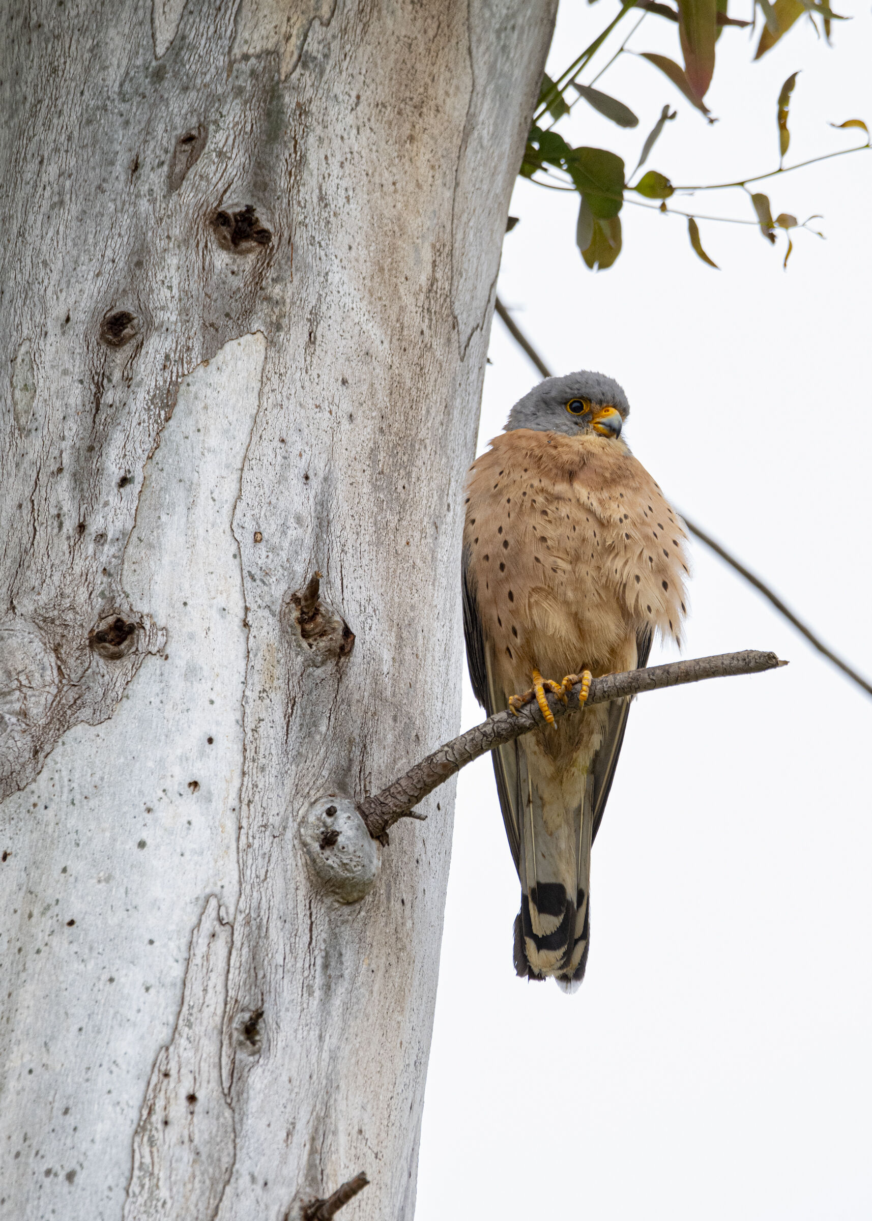 Falco Grillaio 3