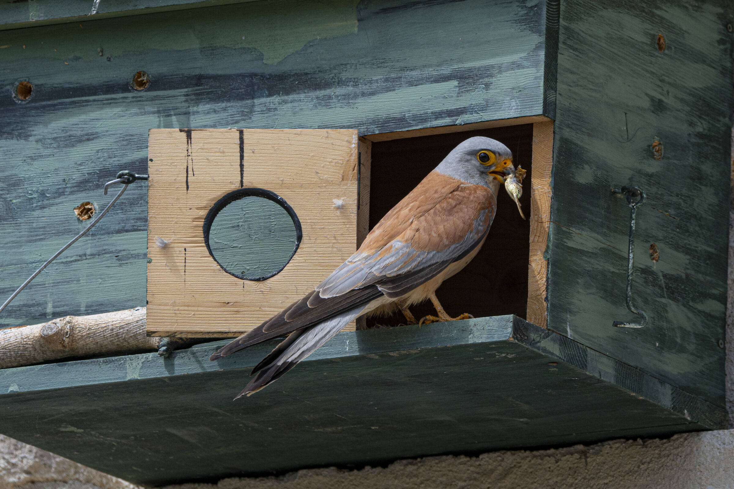 Lesser Kestrel Falcon 4