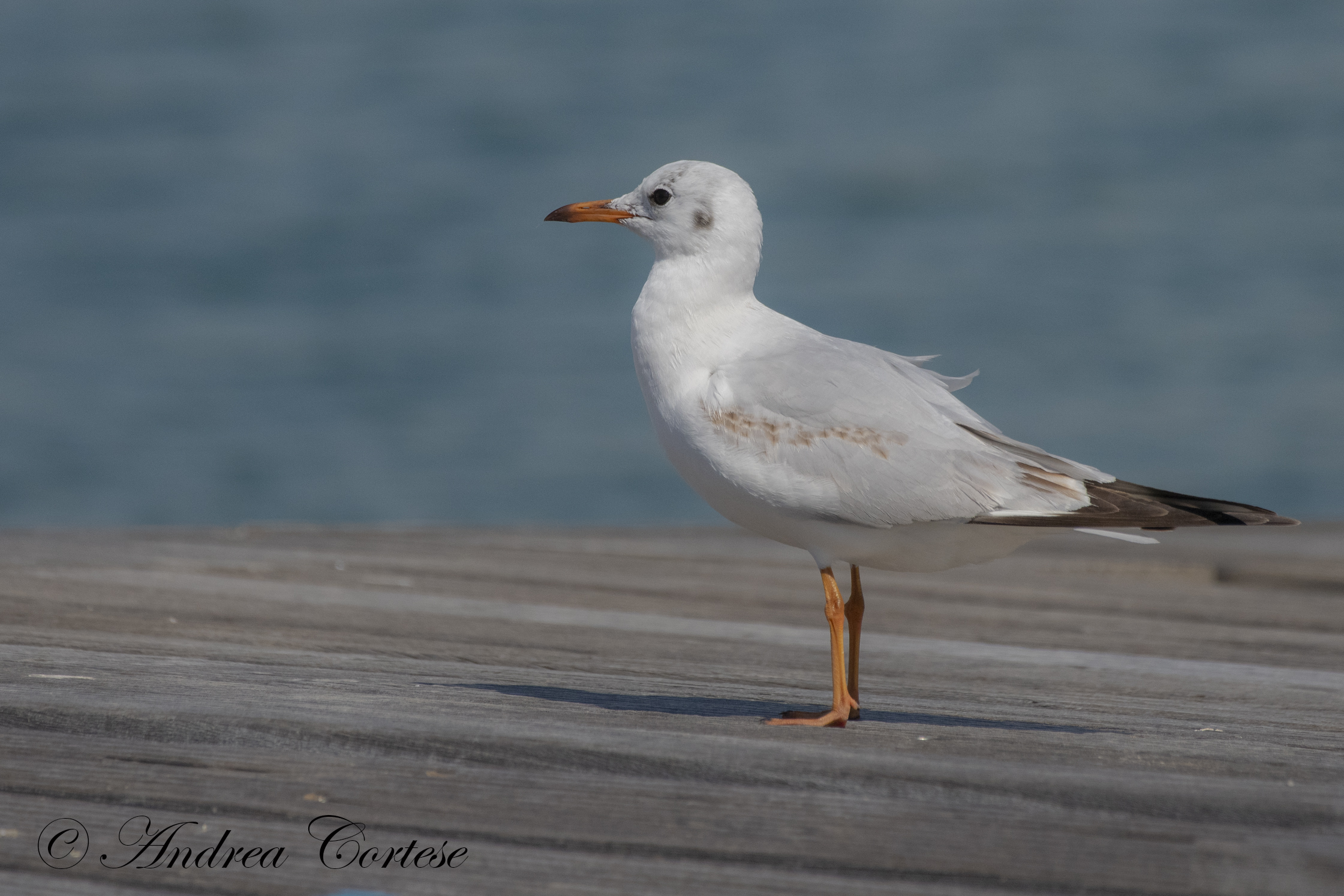 Gabbiano comune (Chroicocephalus ridibundus)