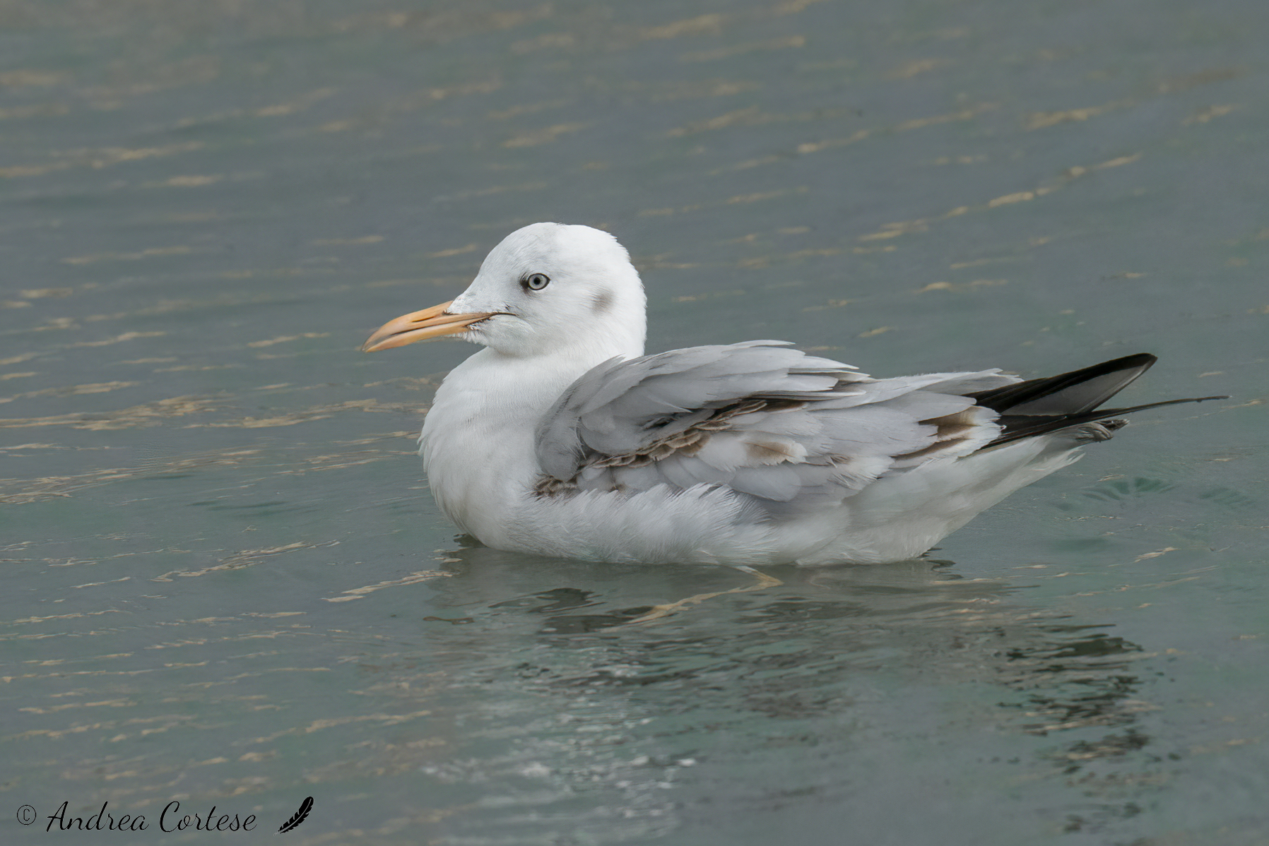 Gabbiano roseo (Chroicocephalus genei)