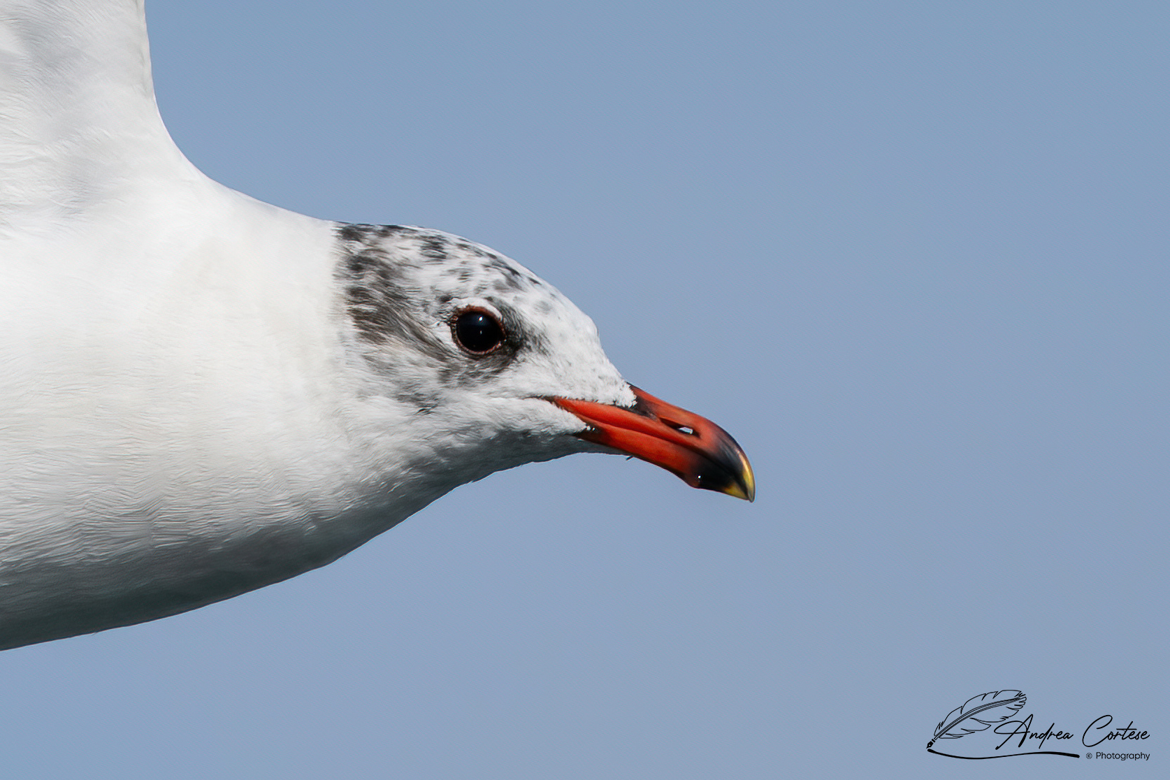 Gabbiano corallino (Ichthyaetus melanocephalus)