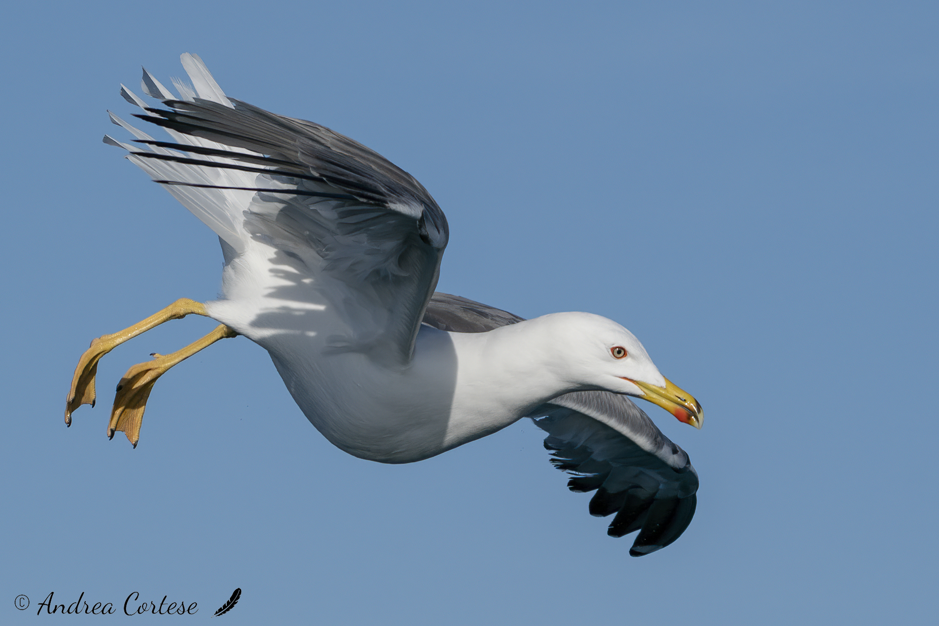 Gabbiano reale mediterraneo (Larus michaellis)