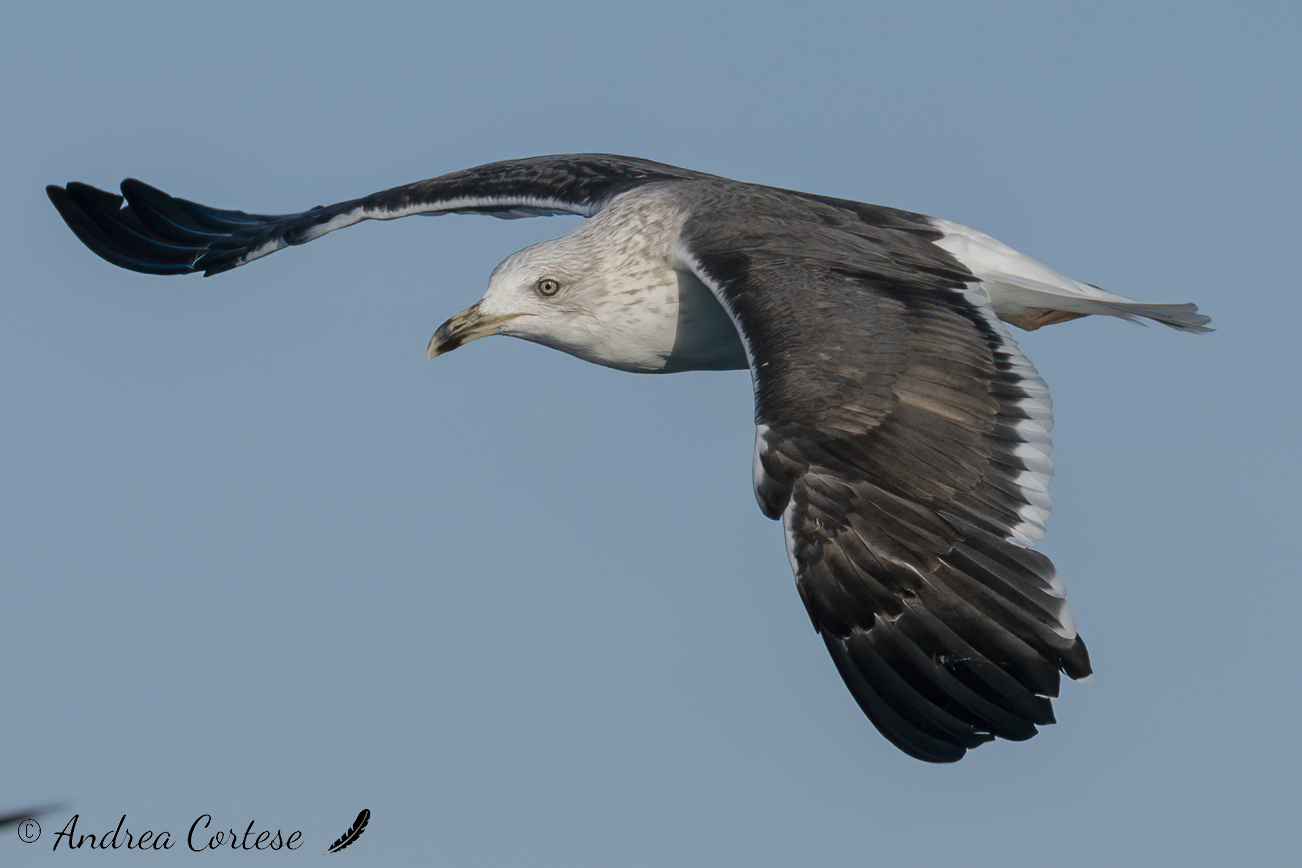 Zafferano (Larus fuscus)