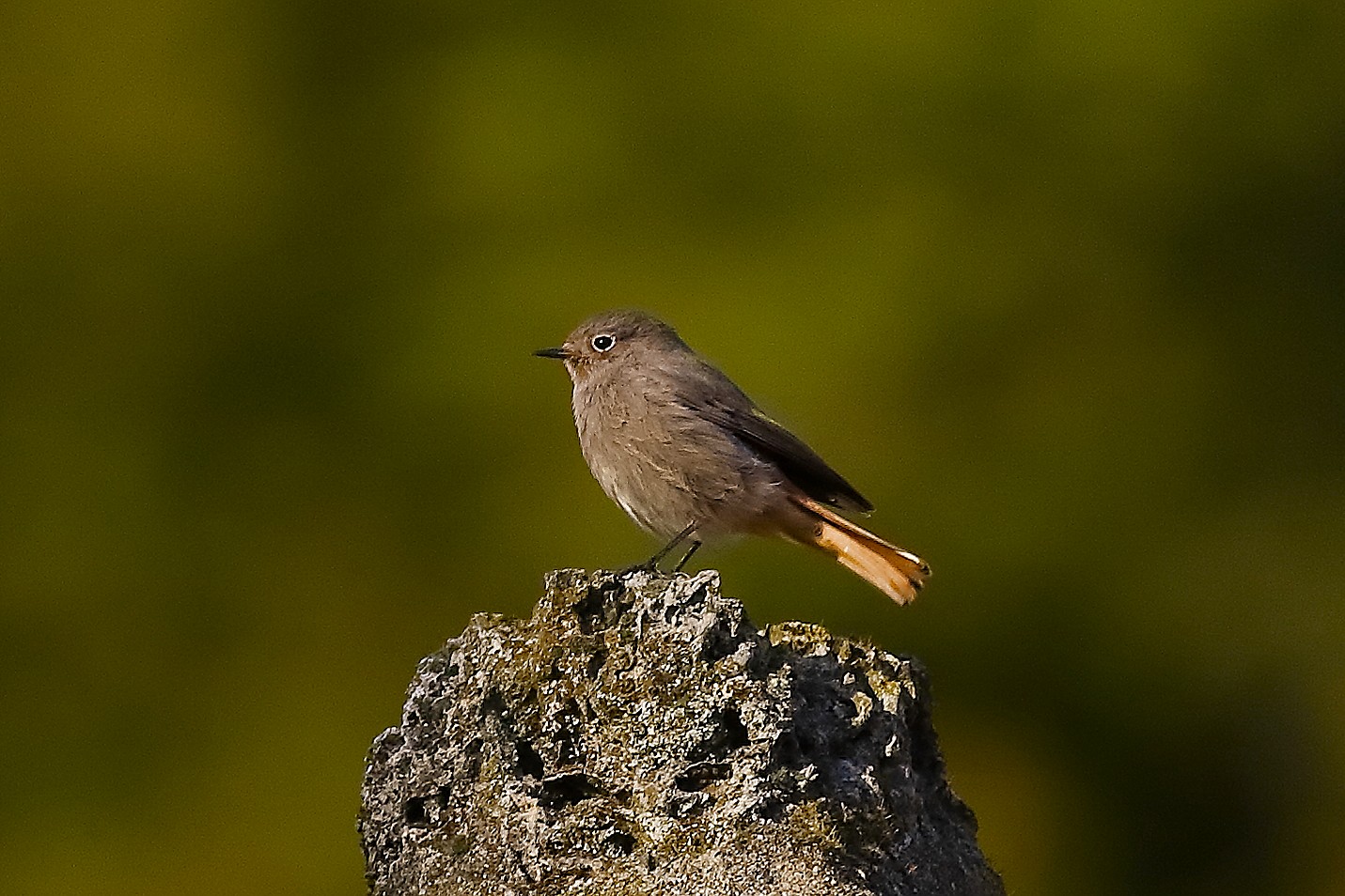 Codirosso S F 11 ottobre 2024 - 0030