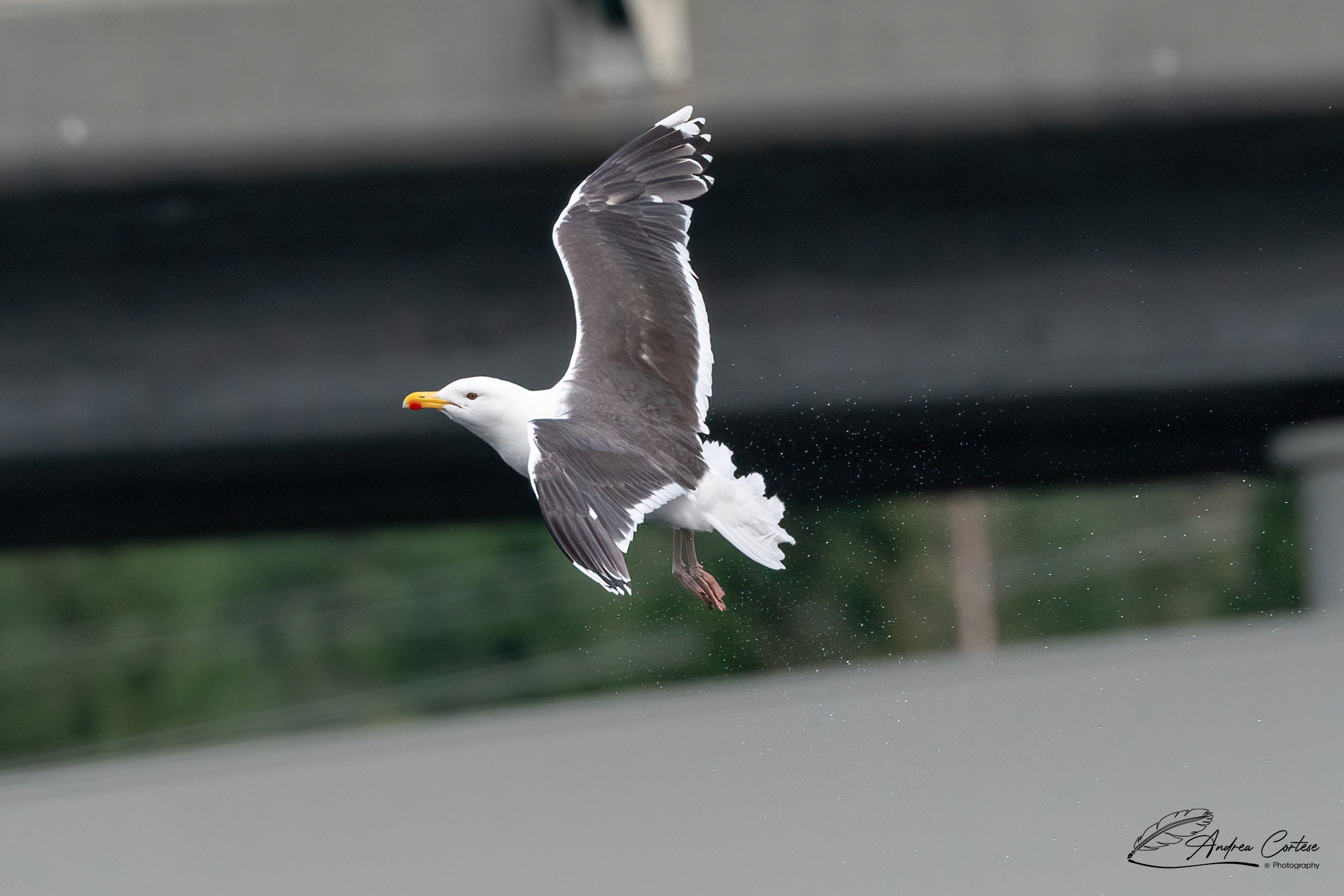 Mugnaiaccio (Larus marinus)