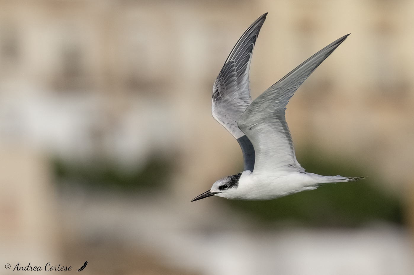 Beccapesci (Thalasseus sandvicensis)