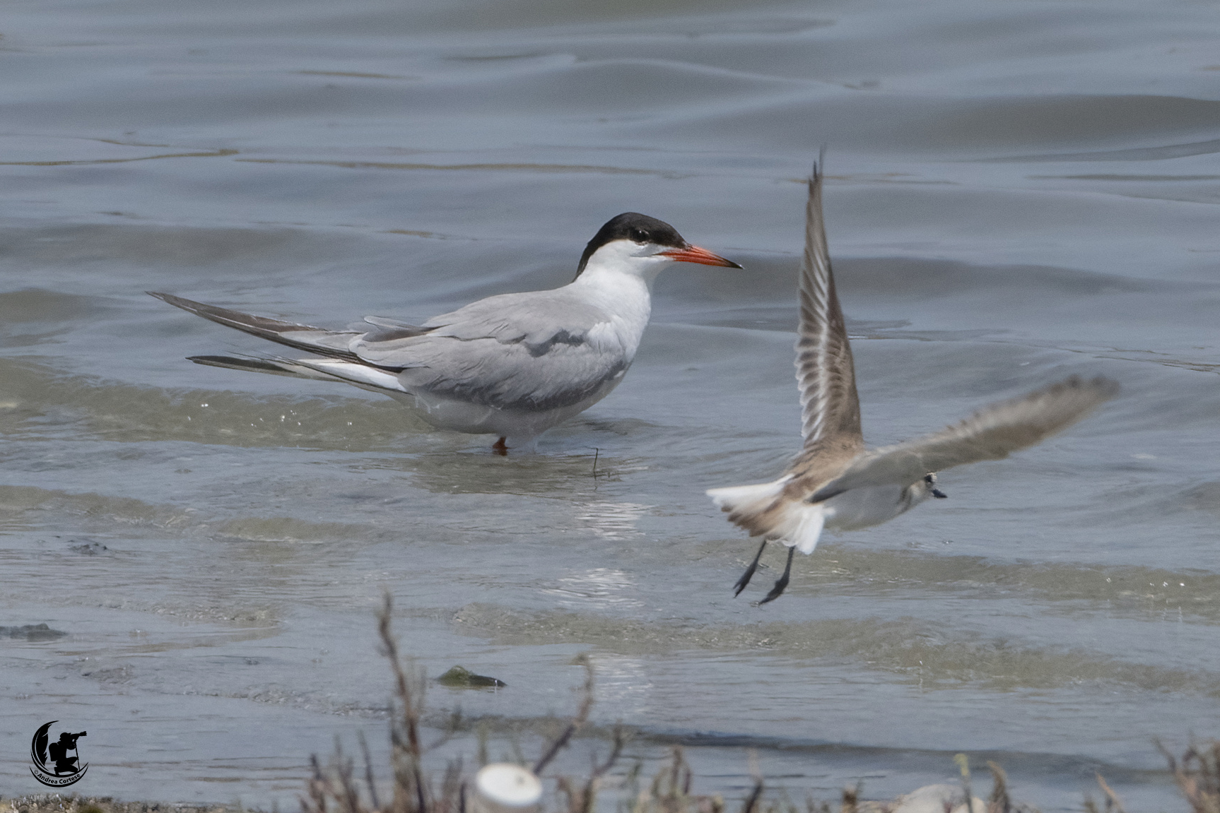 Sterna comune (Sterna hirundo)