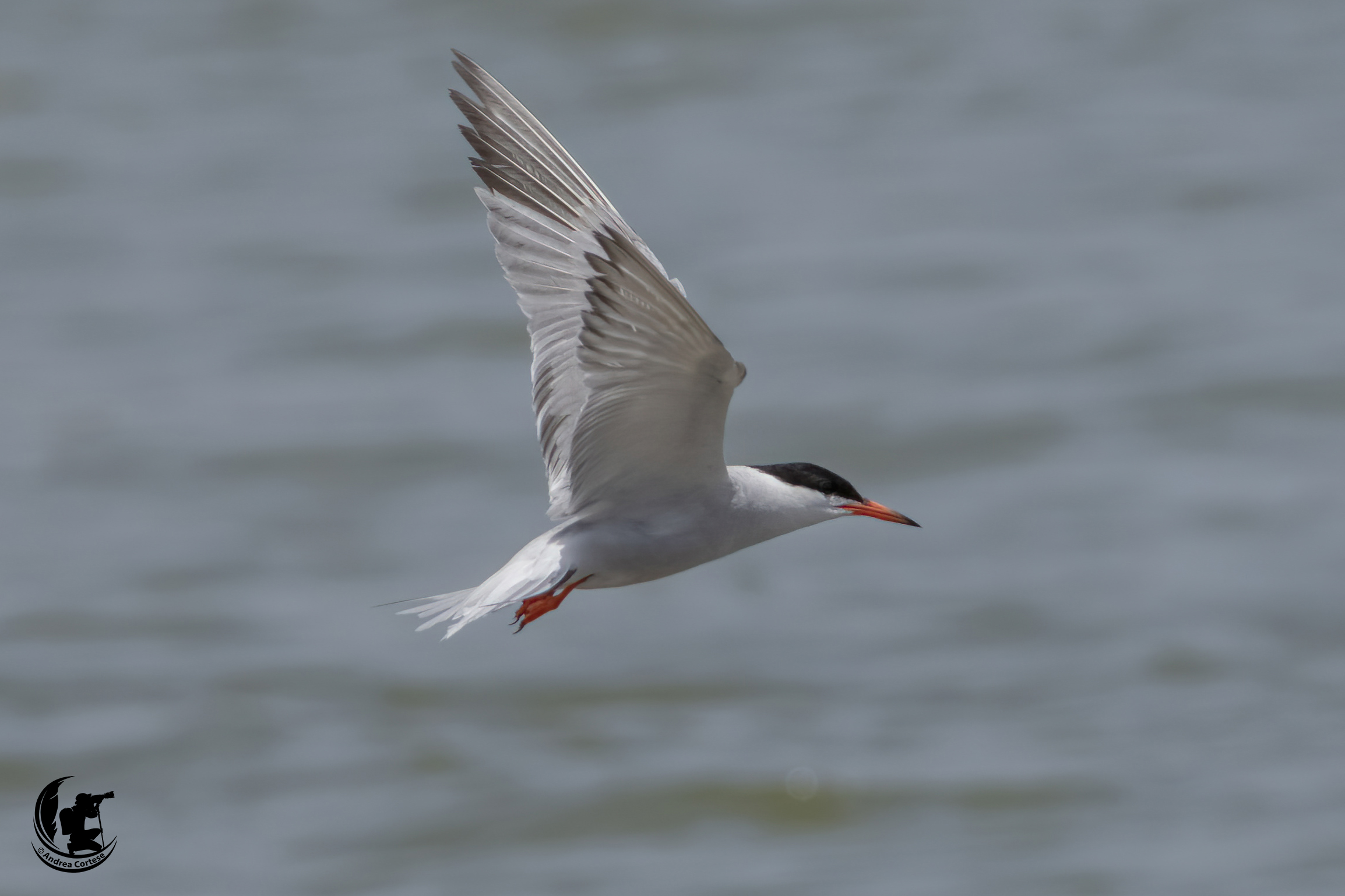Sterna comune (Sterna hirundo)