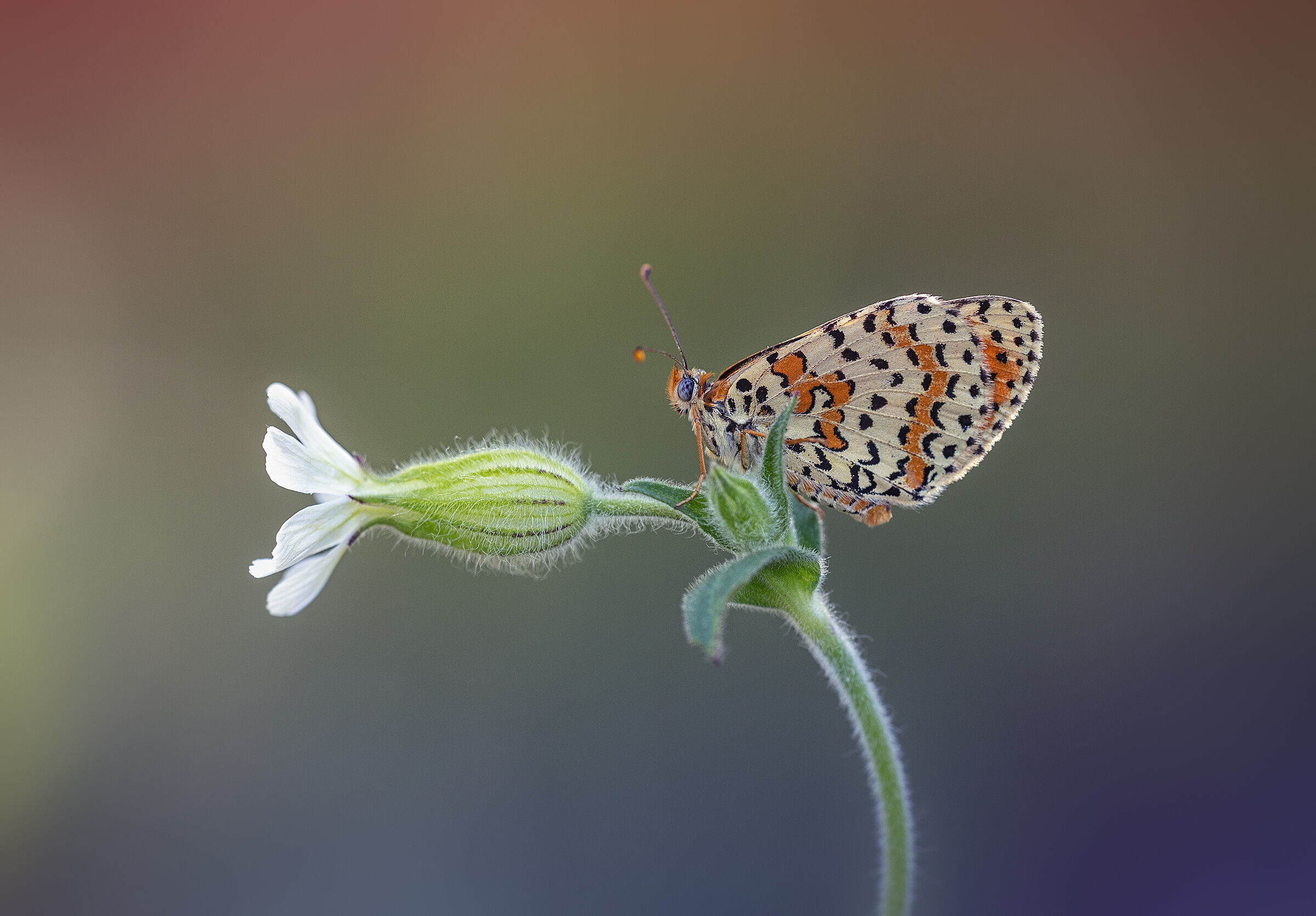 Melitaea didyma