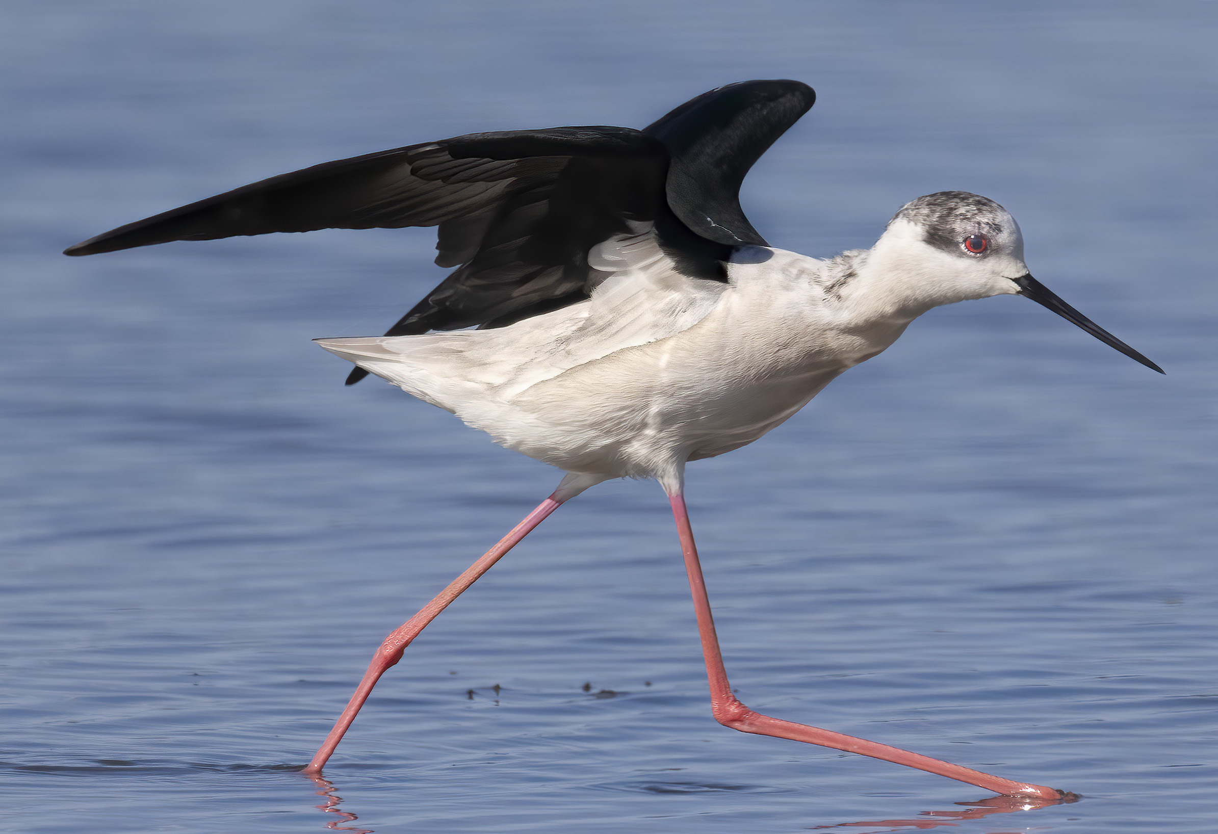 di corsa, cavaliere d'Italia