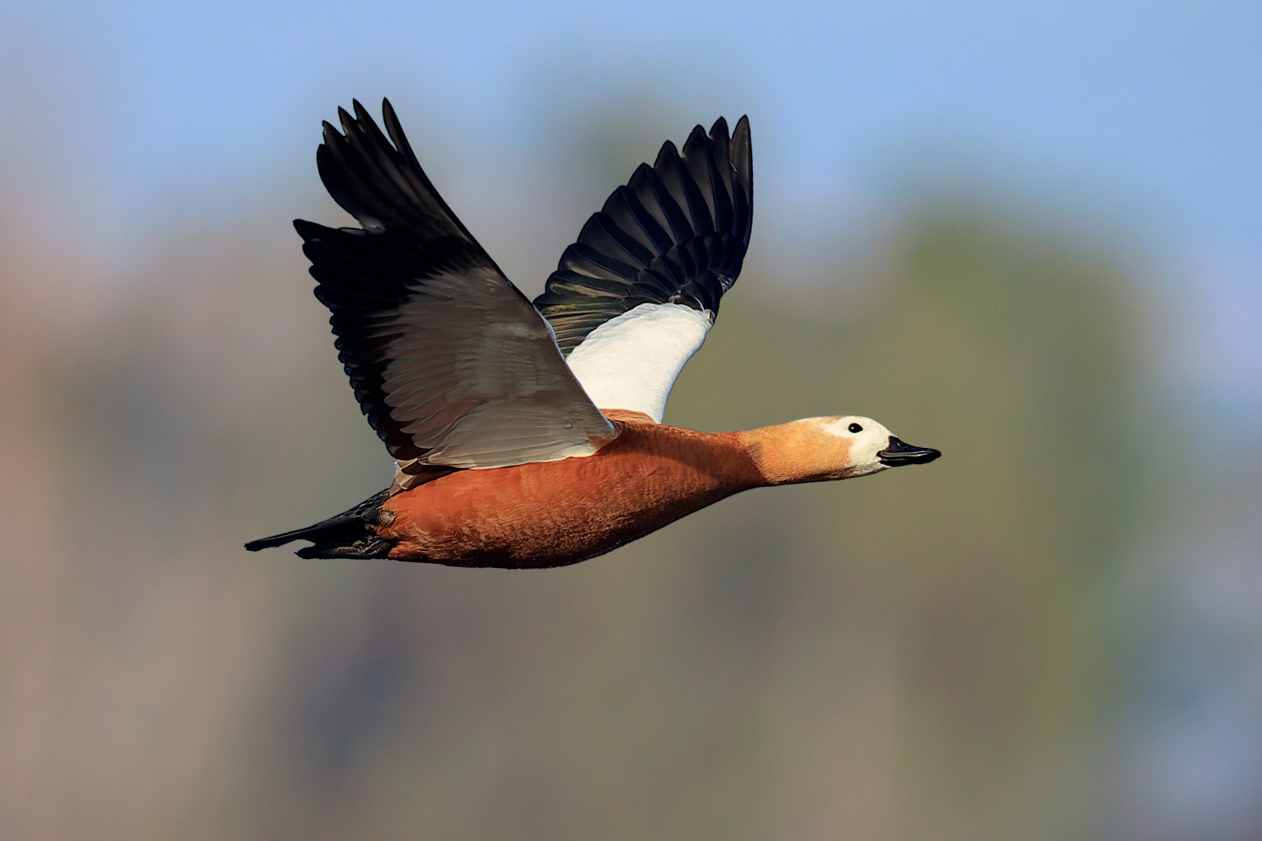 Ruddy shelduck