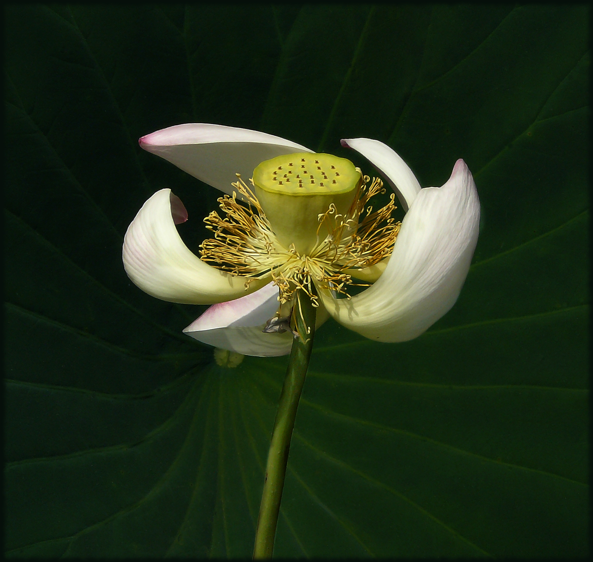 lotus flower