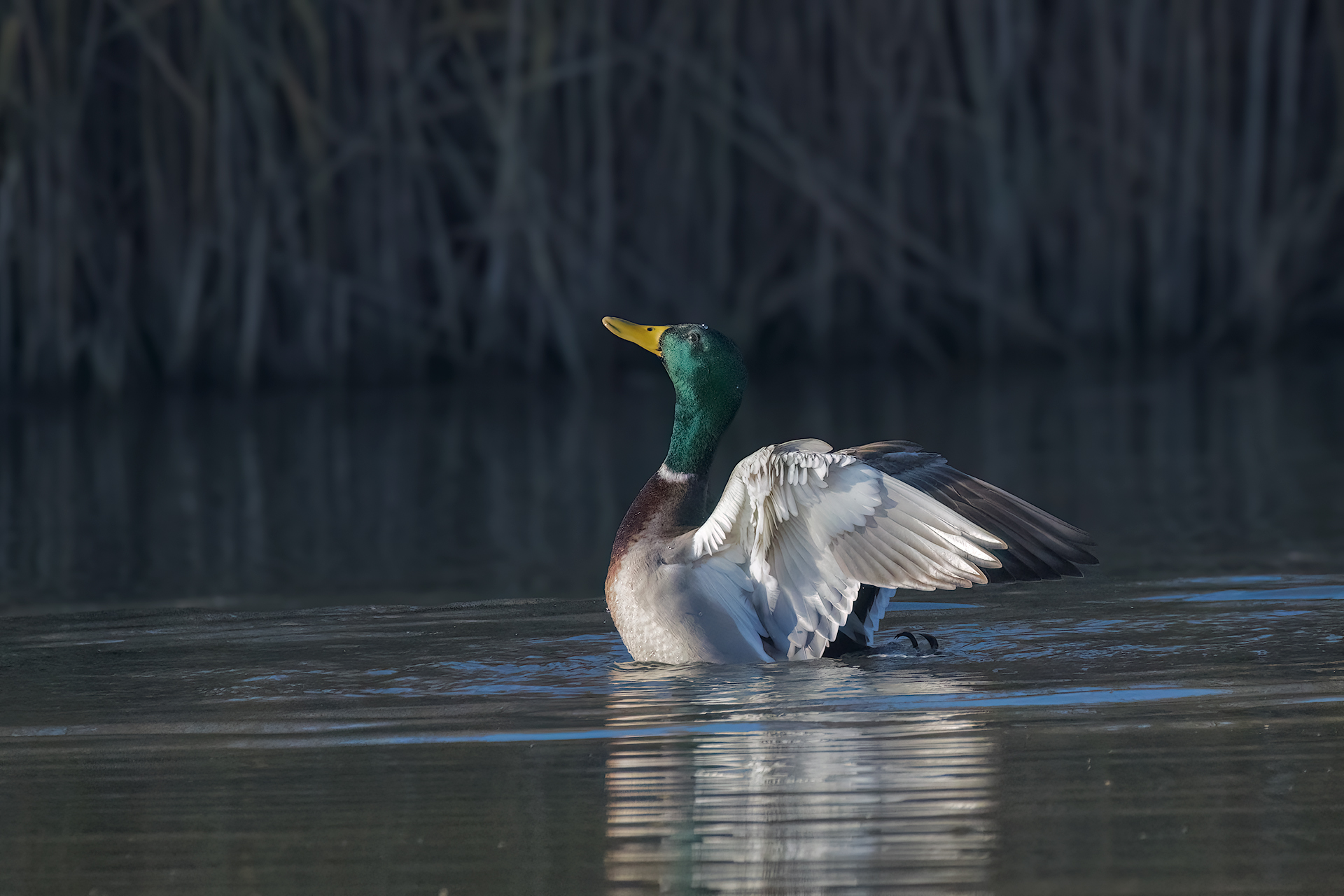 Mallard male