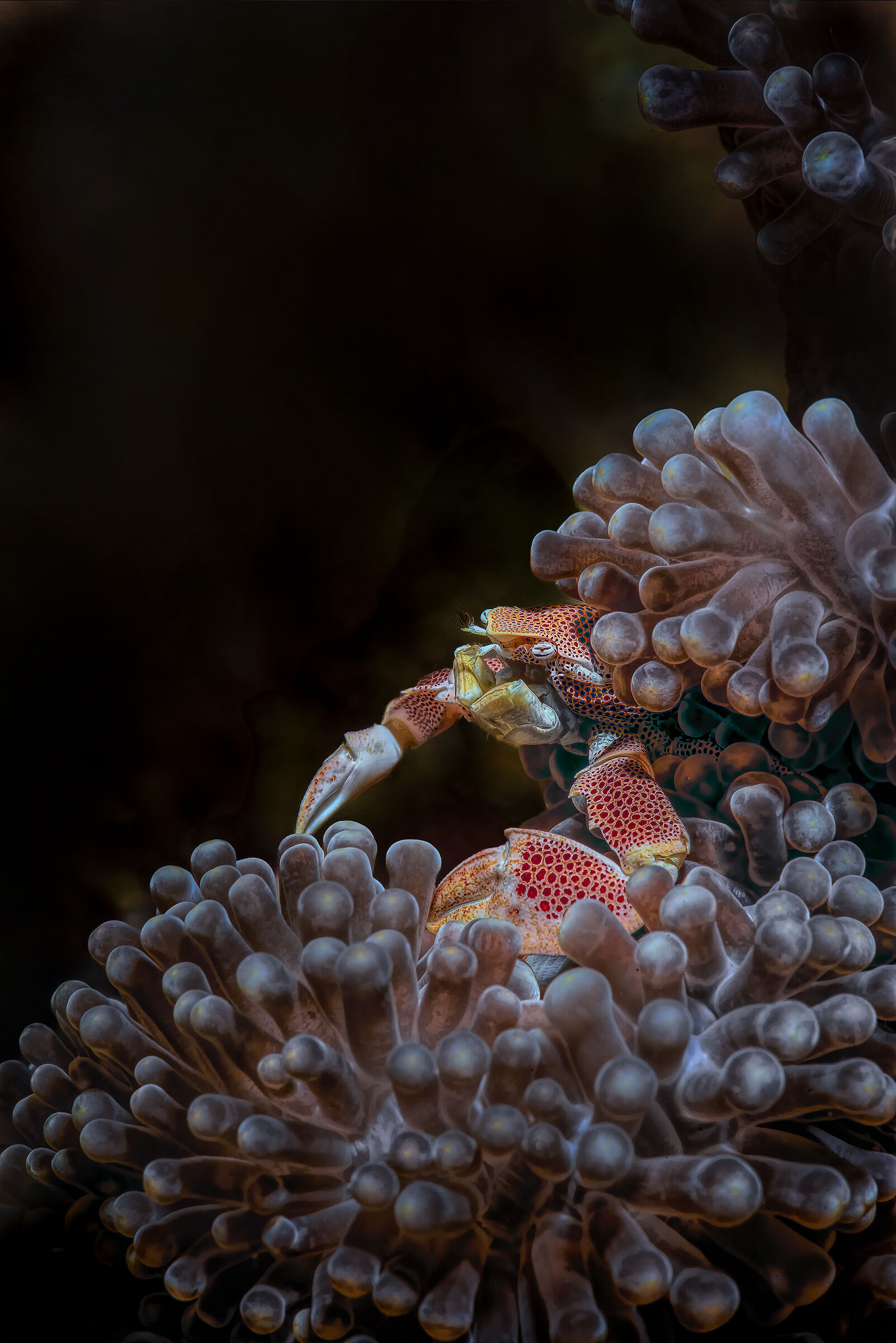 porcellain crab  bali , tulamben