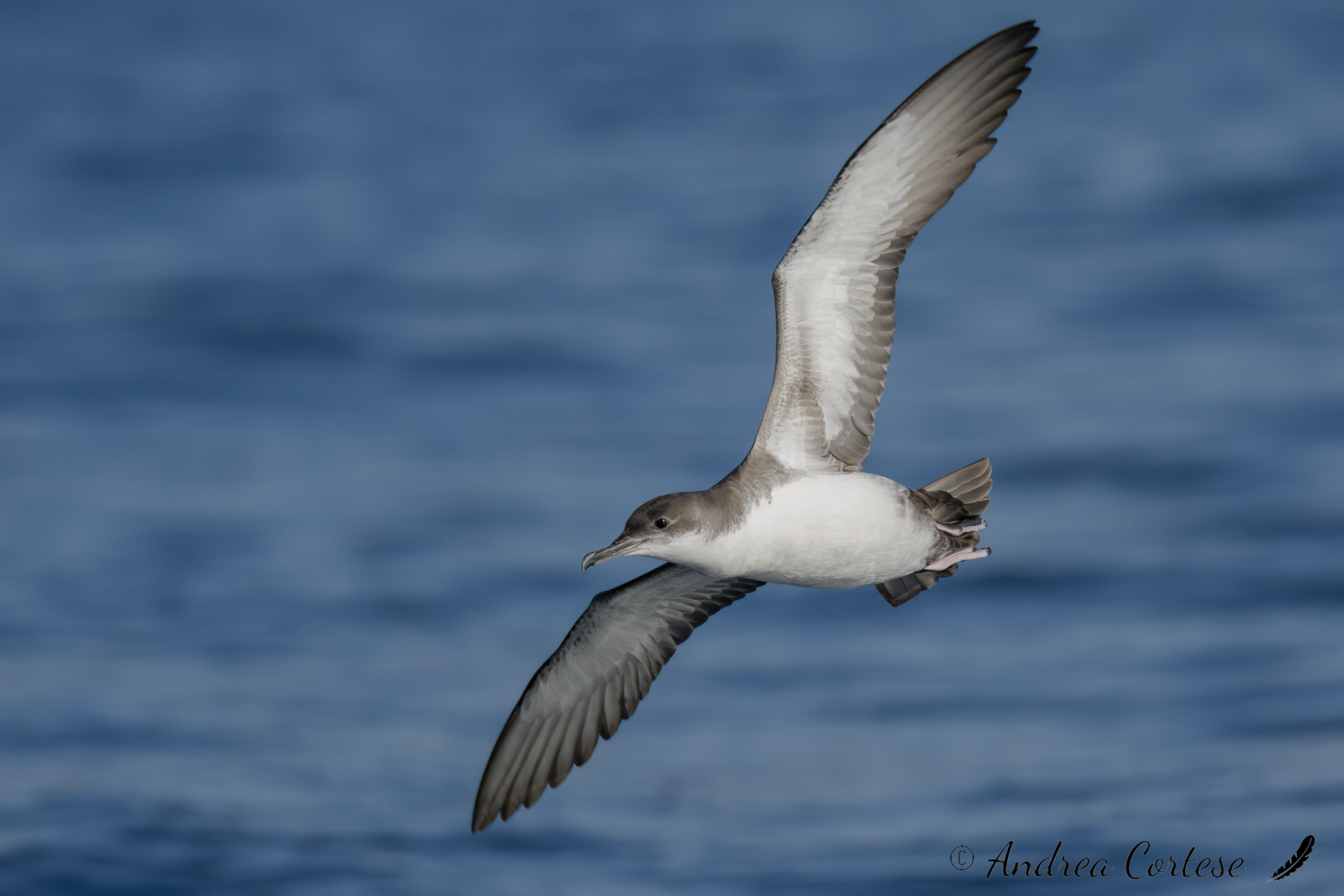 Berta minore mediterranea (Puffinus yelkouan)