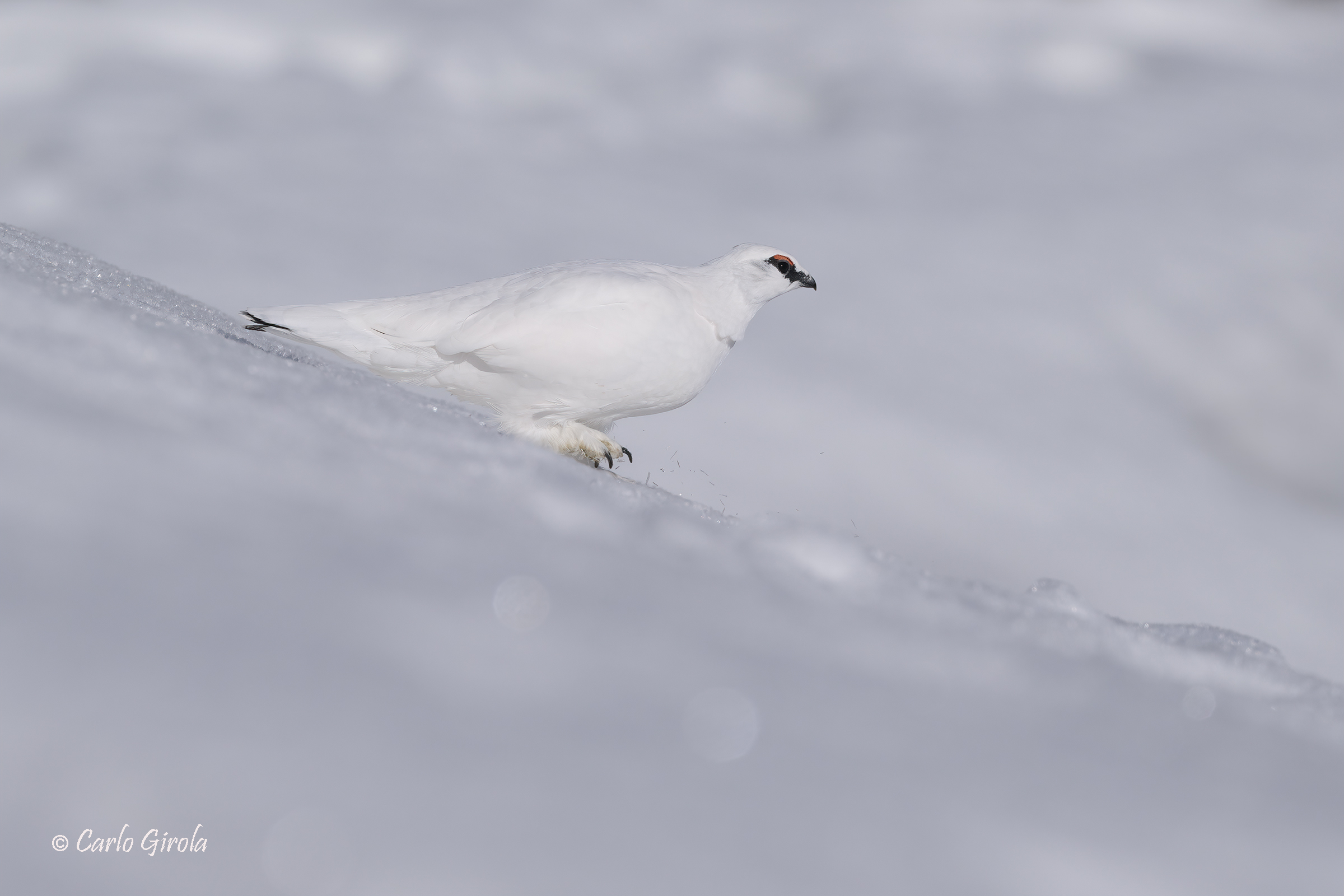 Rock ptarmigan (Lagopus muta)