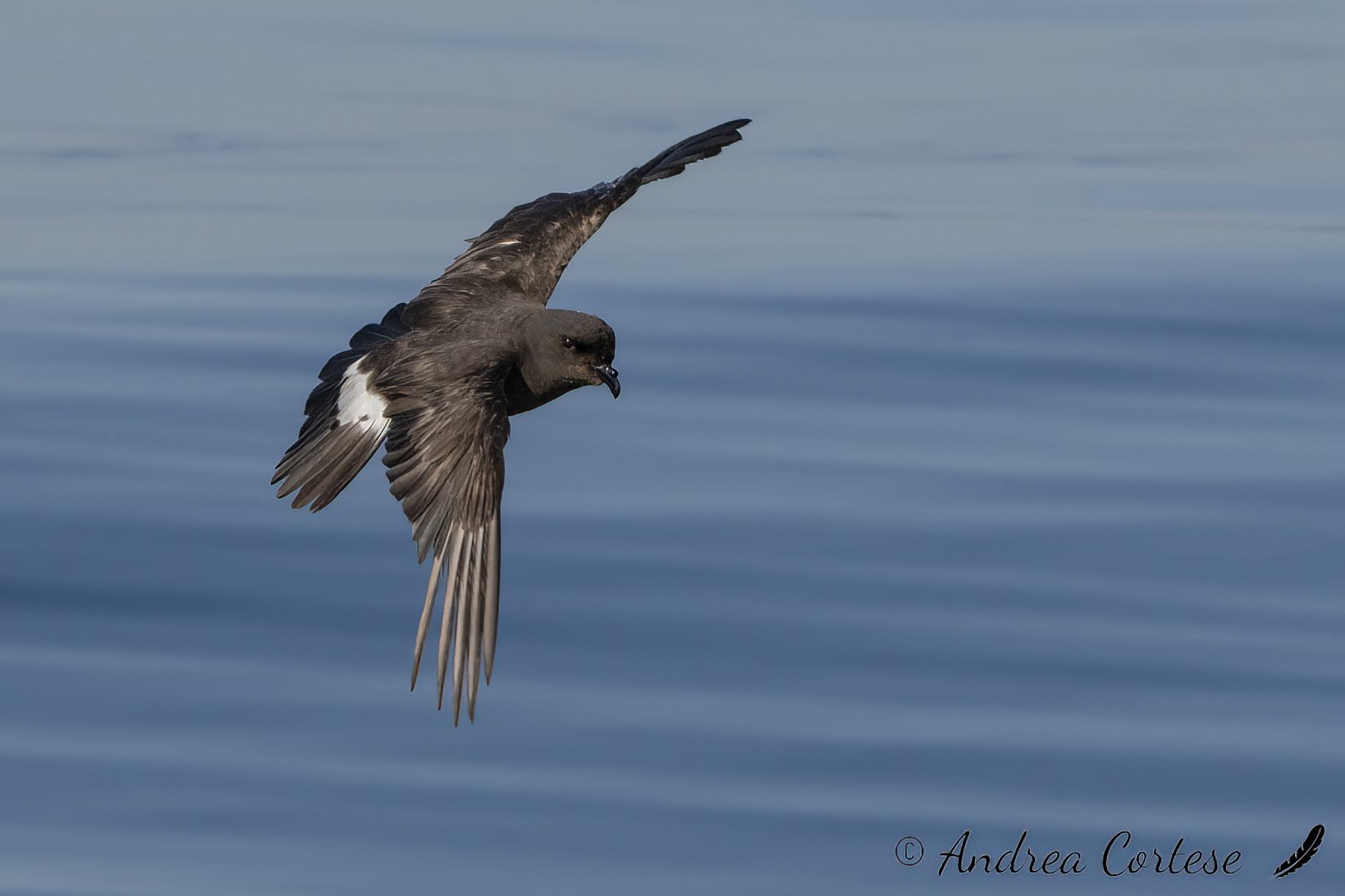 Uccello delle tempeste (Hydrobates pelagicus)