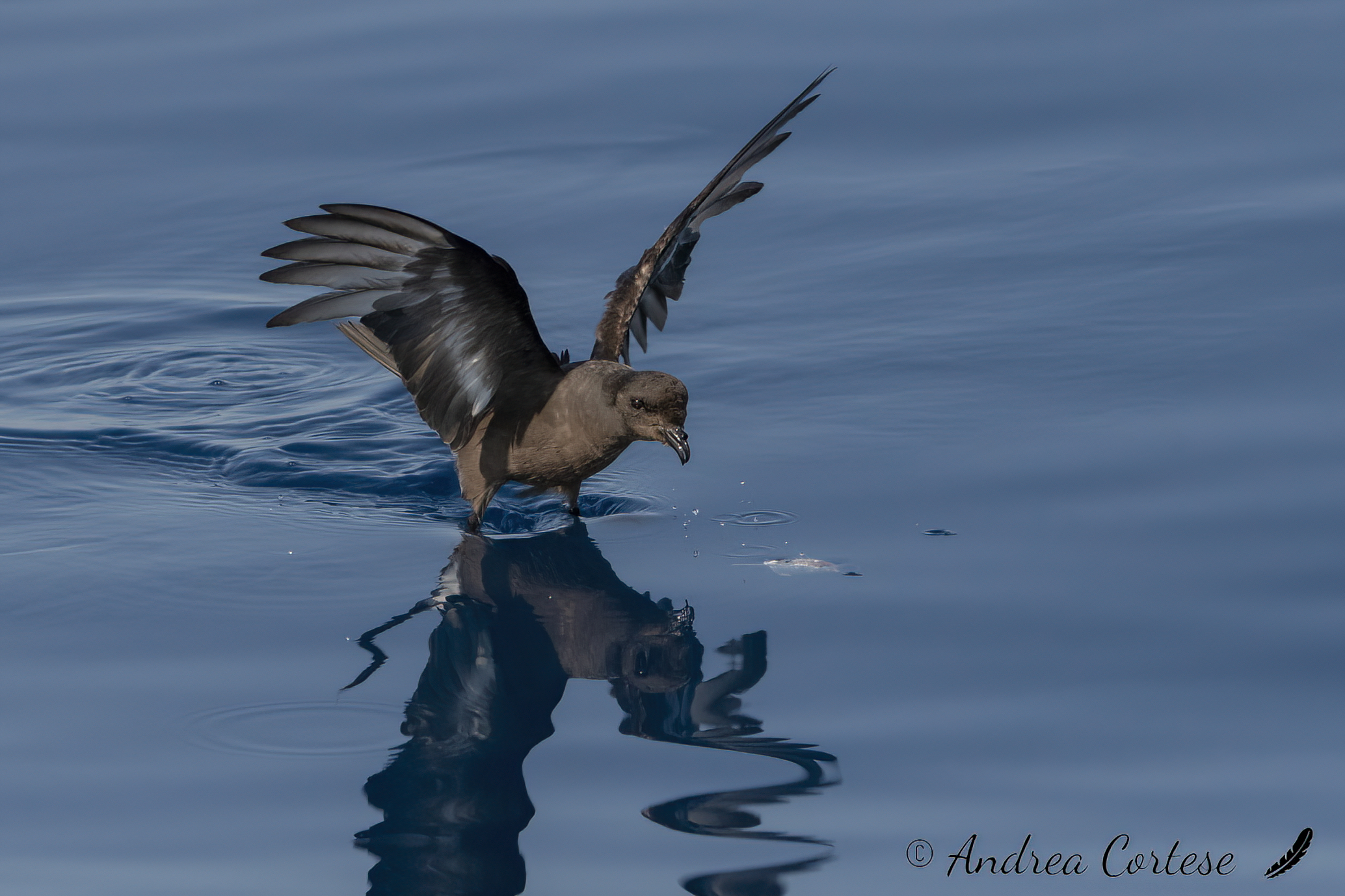 Uccello delle tempeste (Hydrobates pelagicus)