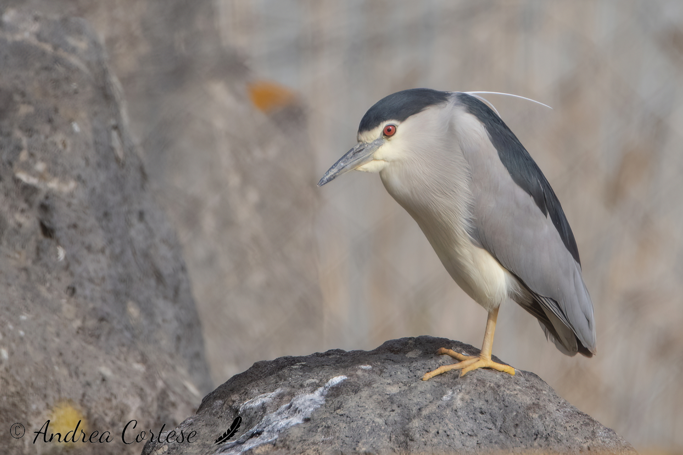 Nitticora (Nycticorax nycticorax)